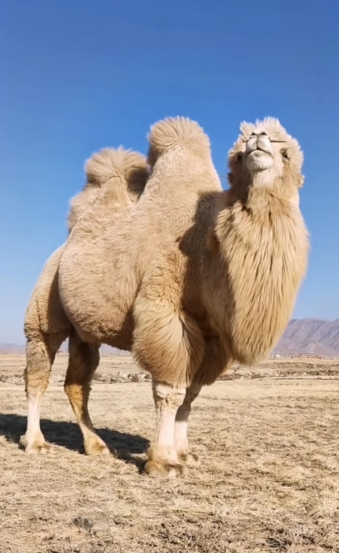 中东的单峰骆驼
