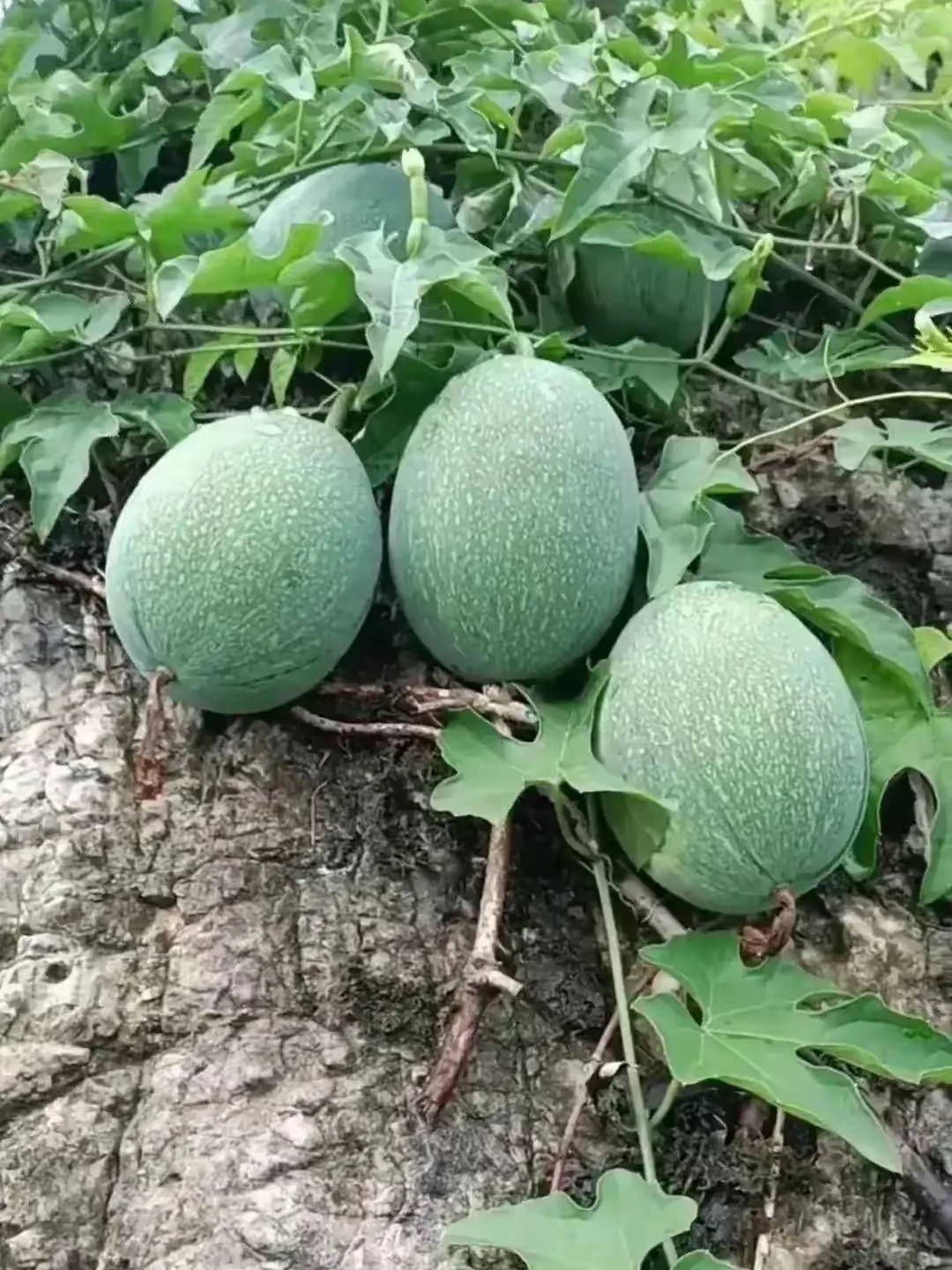 公园里的野生西瓜,长了好几十个,个头小小的,估计还没熟吧,等待机会