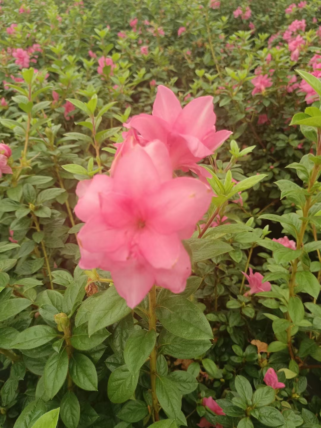 安酷杜鹃是一种非常受欢迎的花卉品种,它具有许多独特的优点和特性