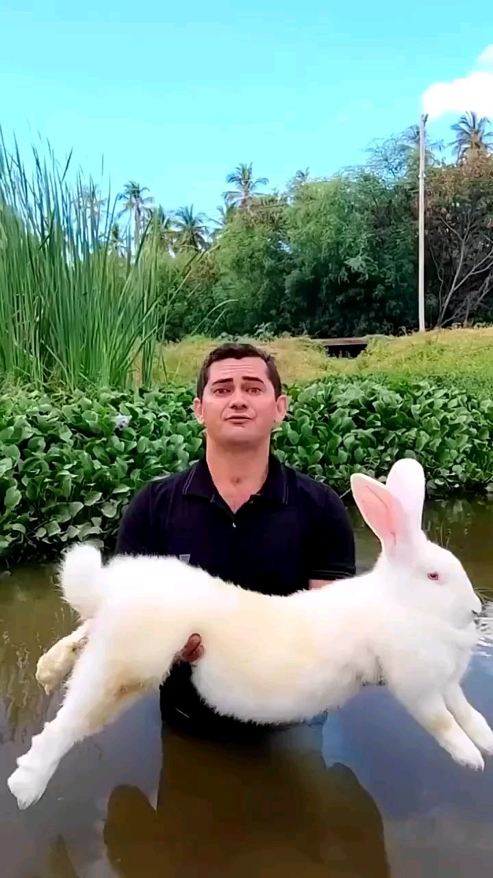 巨型兔子 弗兰德巨兔 巨型花明兔 肉兔