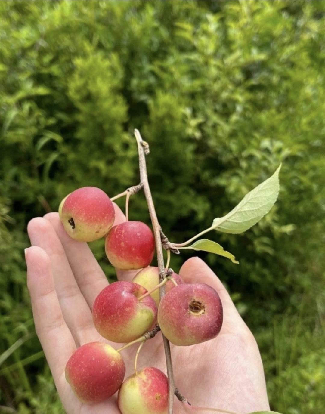 在我家乡,它被叫做花红小苹果.不知你们那里叫它什么呢?