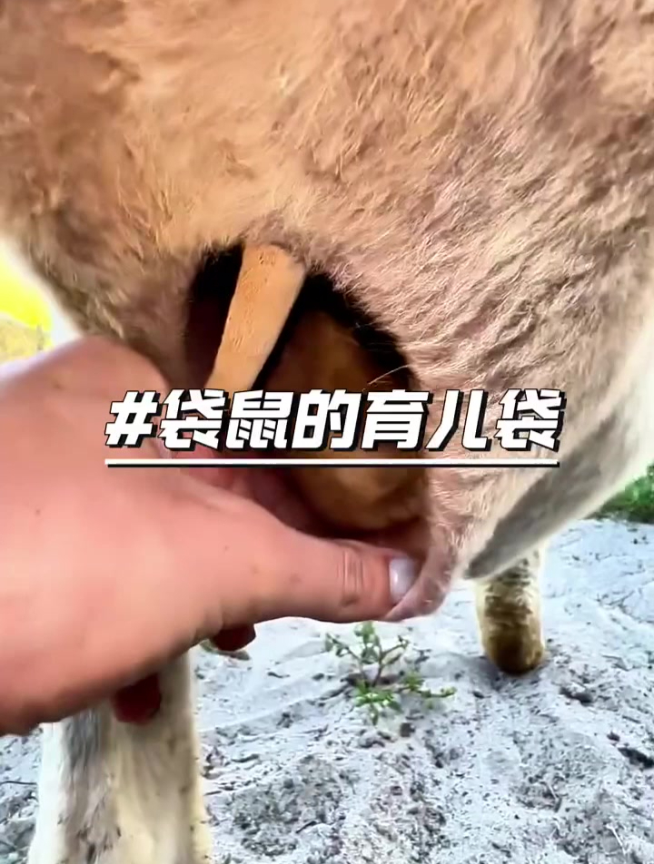 袋鼠的育儿袋,隔着屏幕都能闻到味