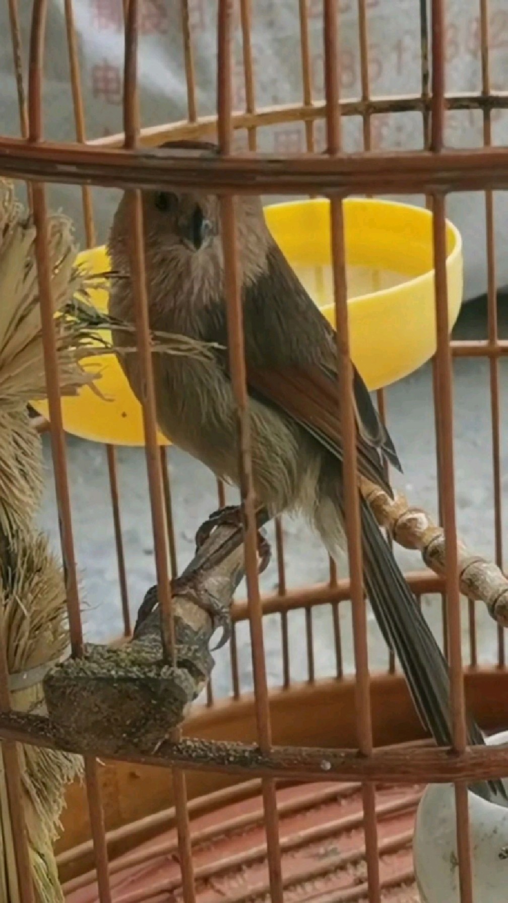 这只黄豆鸟看来也是个狠角色,样子霸气一点也不逊色于画眉