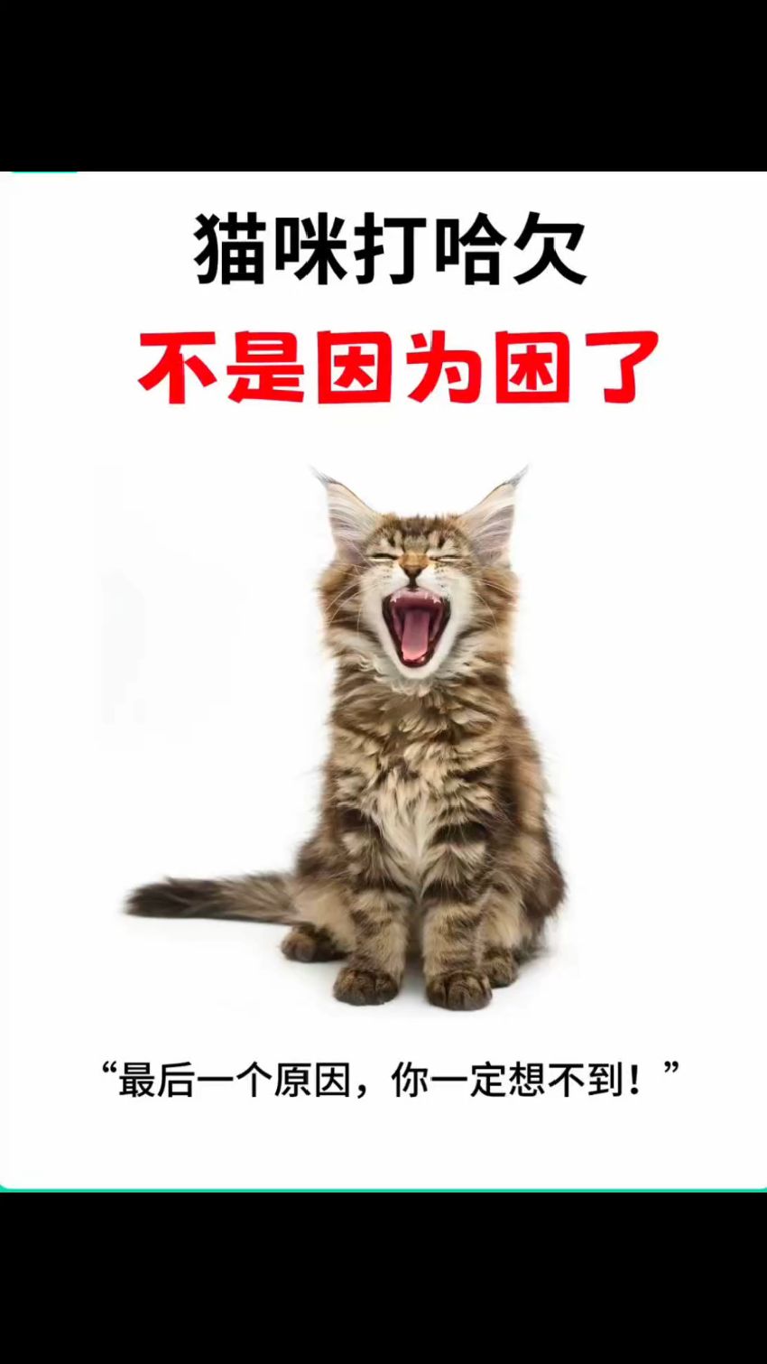 猫咪打哈欠,不止是因为困了!身体疲倦