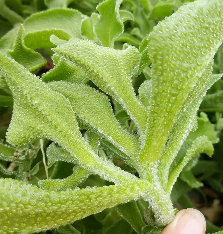 钾含量是香蕉的7倍!这种蔬菜抗炎,抗氧化,保护心血管健康