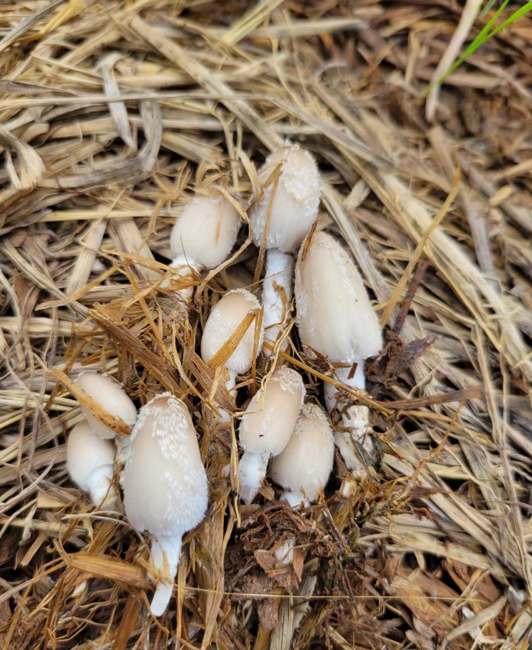 回村的路上在稻谷堆里发现了好多小蘑菇,哈哈哈,看来今天奶奶家的老