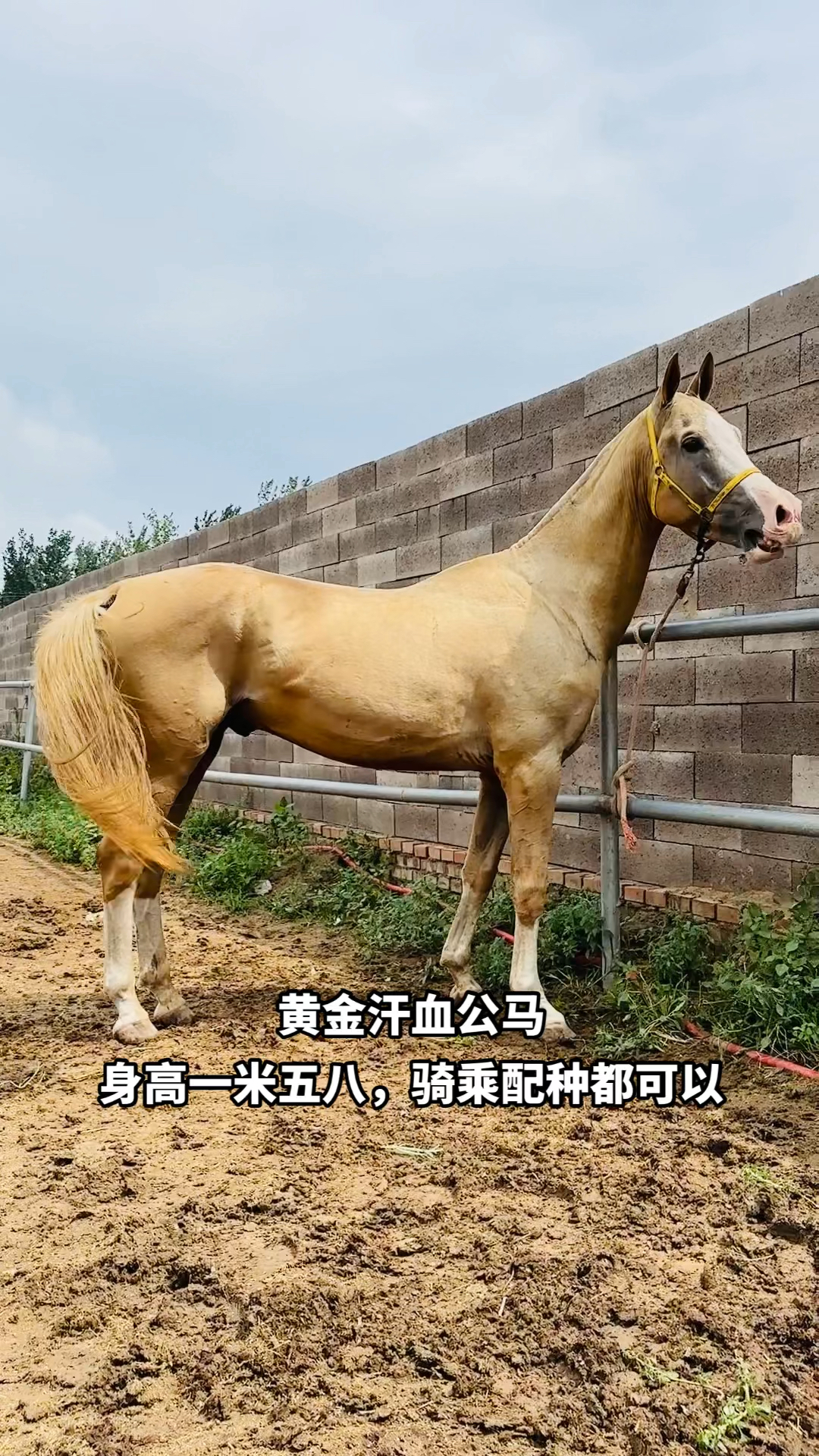 汗血马赤兔马纯血马蒙古马拉车马景区待客马马驹矮马