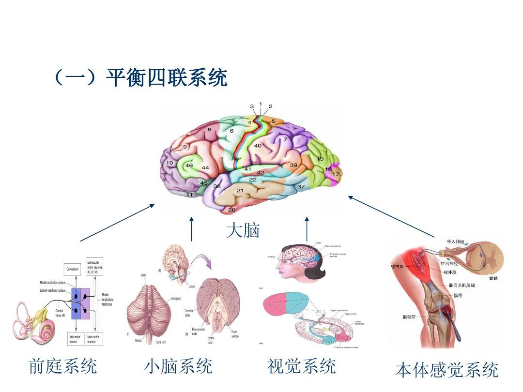 鱼脑的结构示意图图片