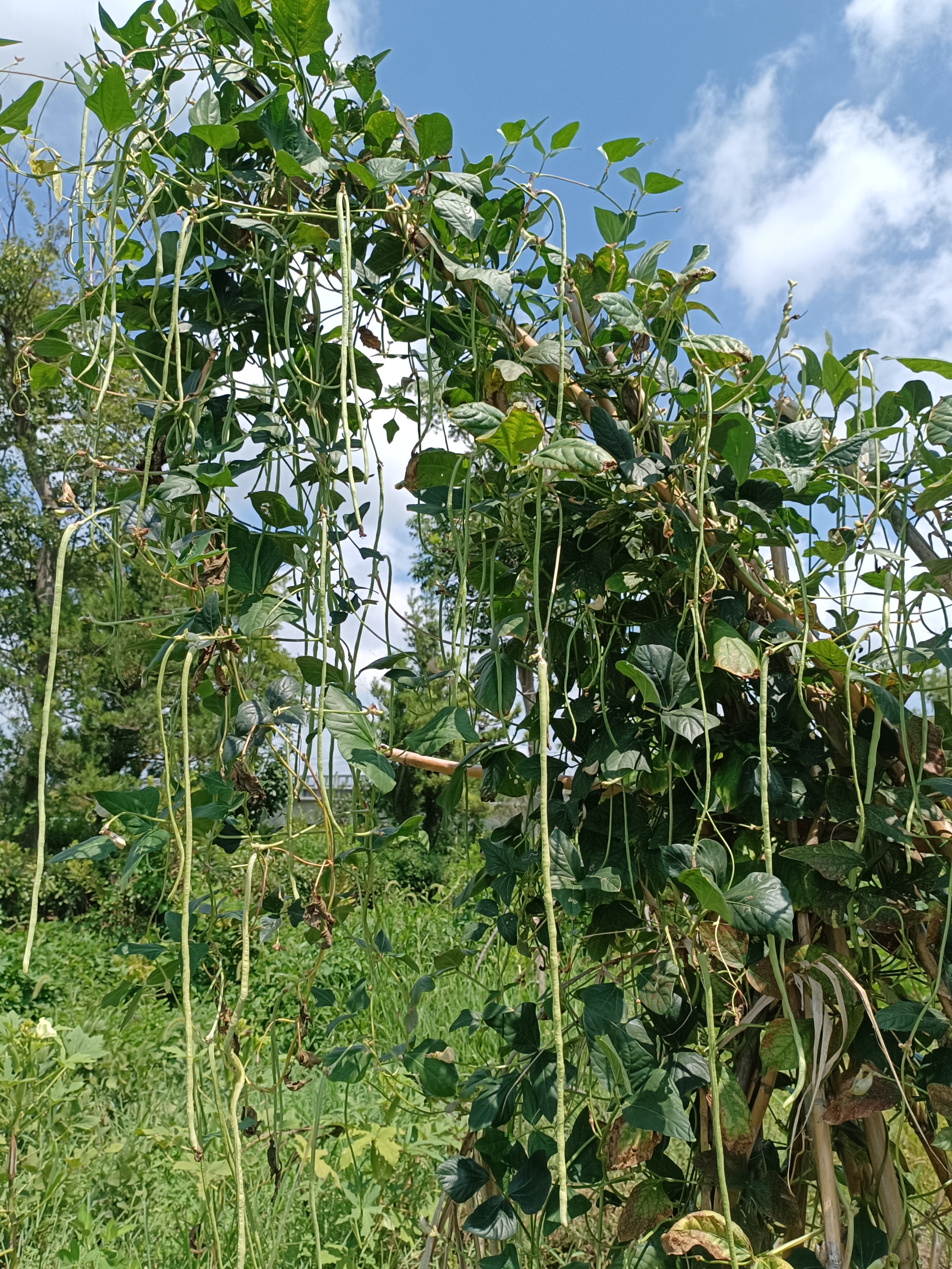 吃不完,明天可以晒干豆角了