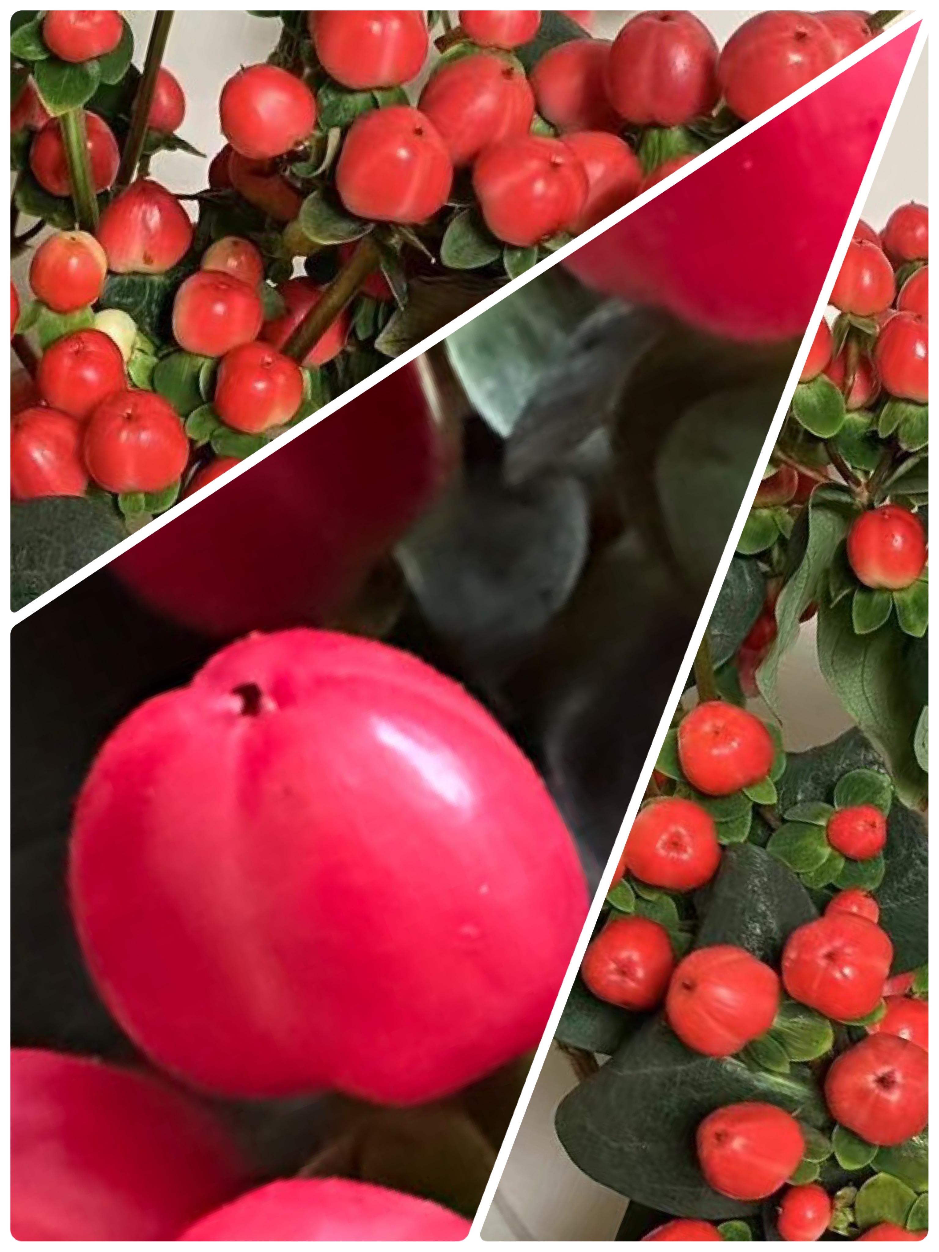 红果金丝桃～果色桃红