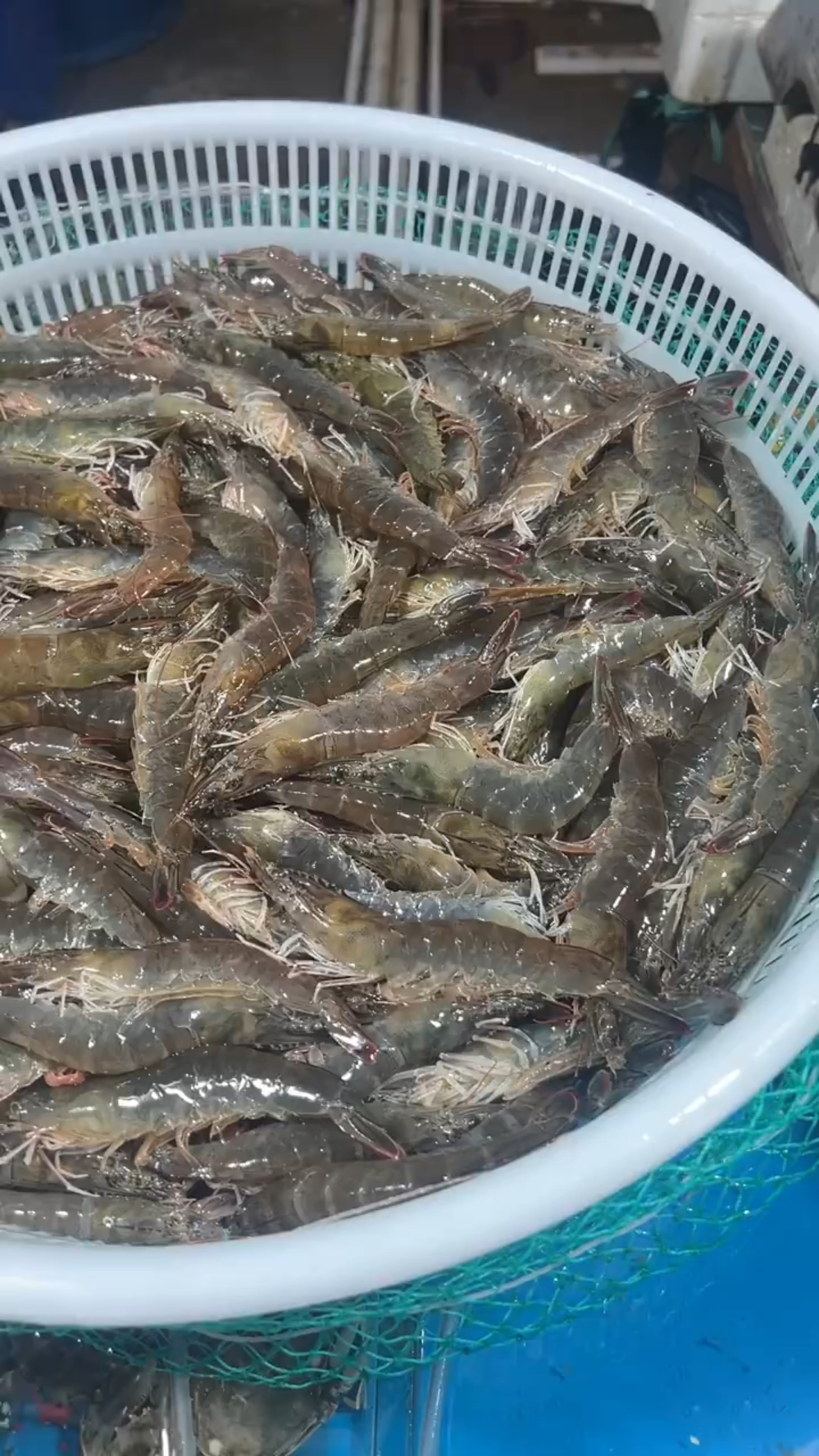 好吃的海水虾上岸了～鲜甜q弹,白灼油焖红烧辣炒怎样做都好吃