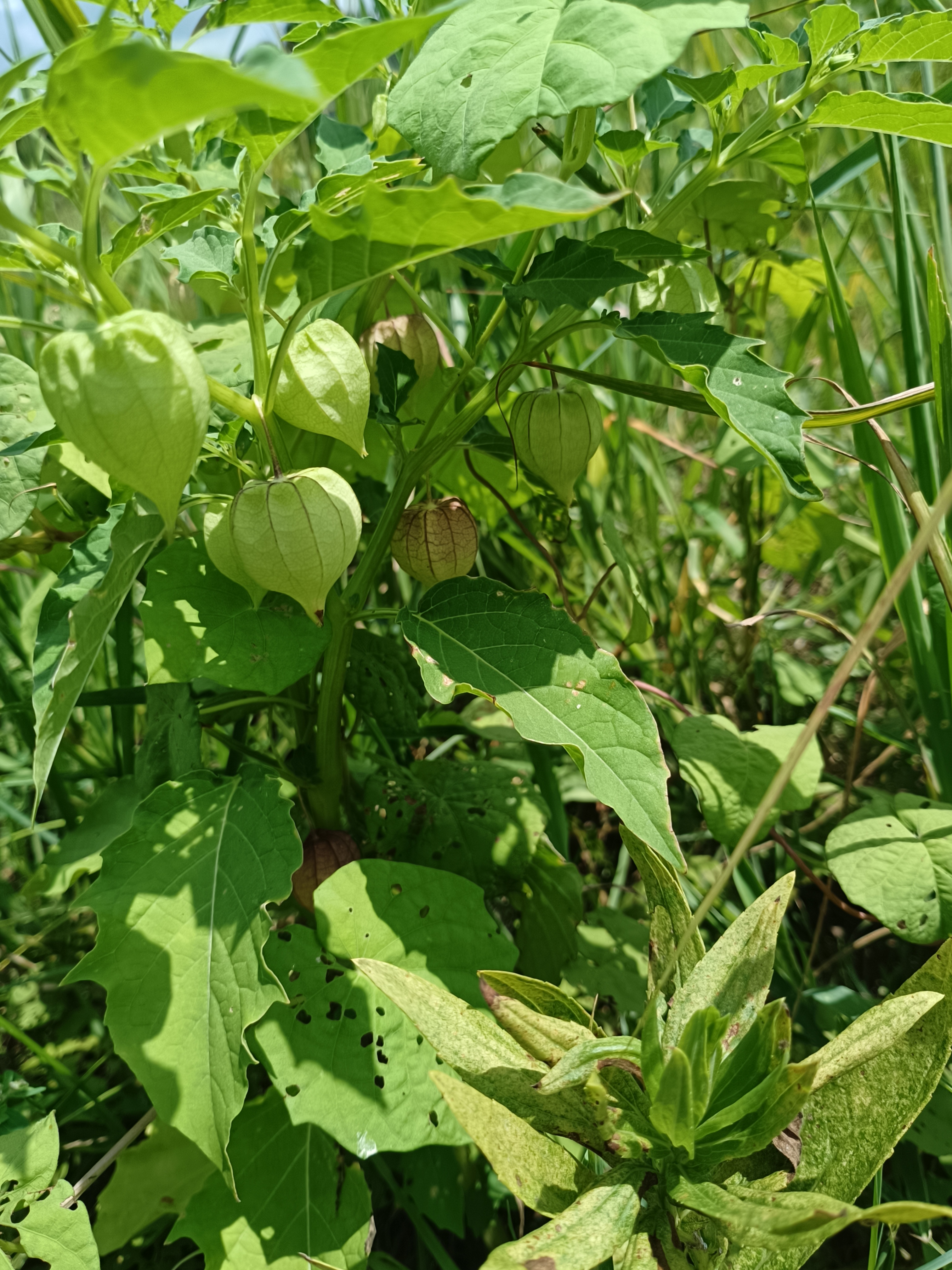 虽然还没有很熟,但吃起来有点酸酸甜甜,爆浆的感觉,还不错.