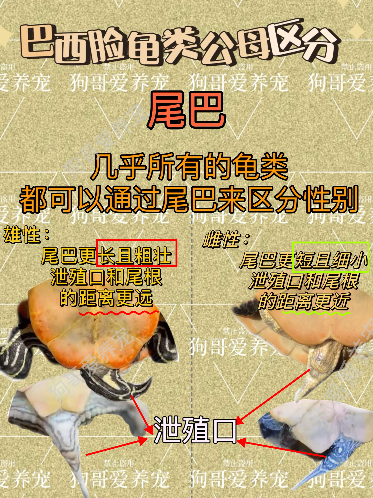 巴西脸龟类分公母方法 ●体型: 一般来说,公龟的体型较大,母龟的体型