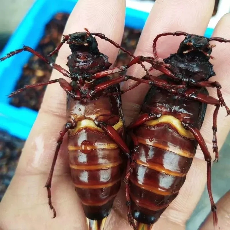 这虫子要400多一斤,给我也不敢吃啊 这个虫子大家吃过吗?