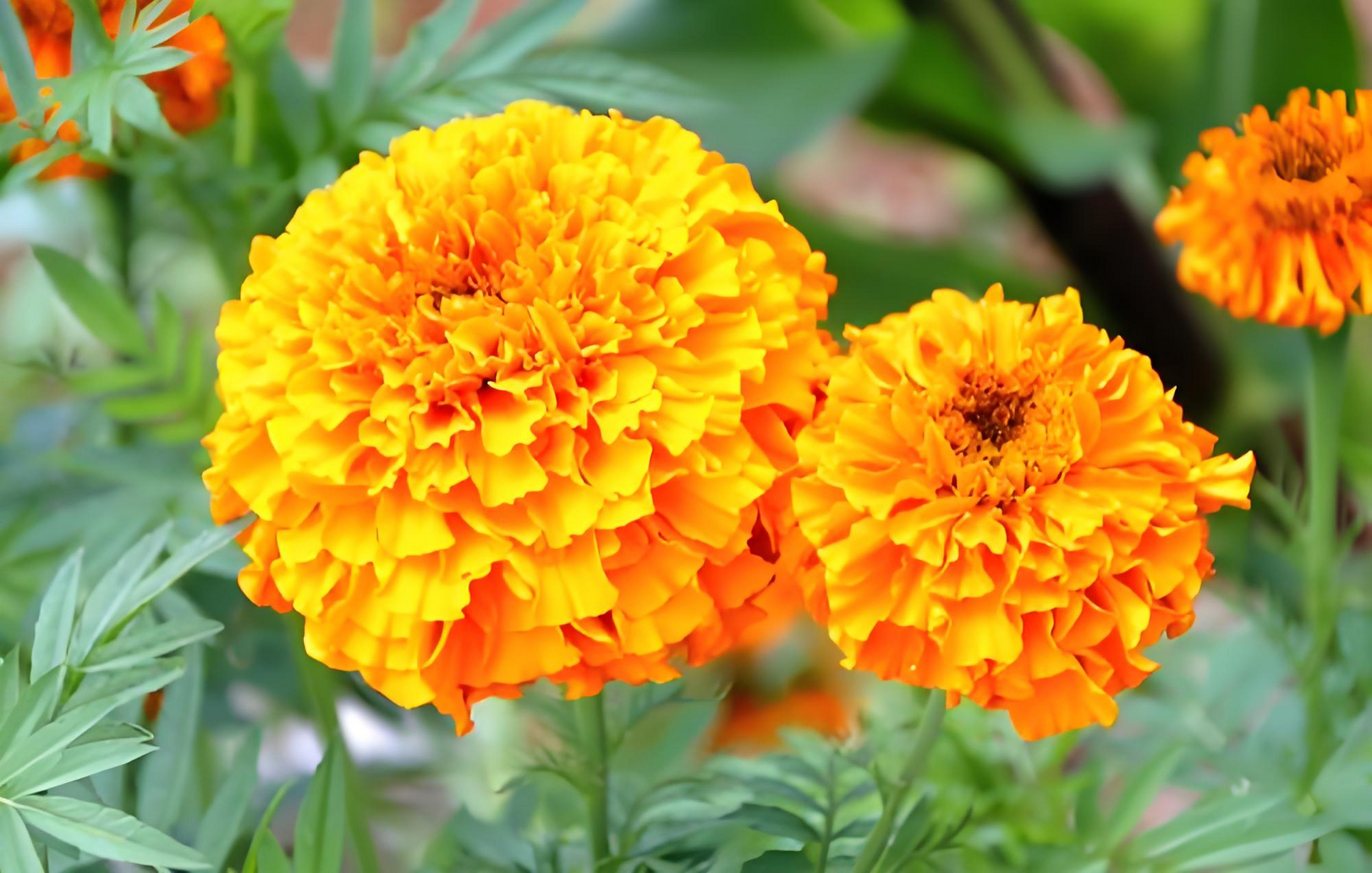 金黄色的万寿菊,是夏秋之交一道迷人的风景线.