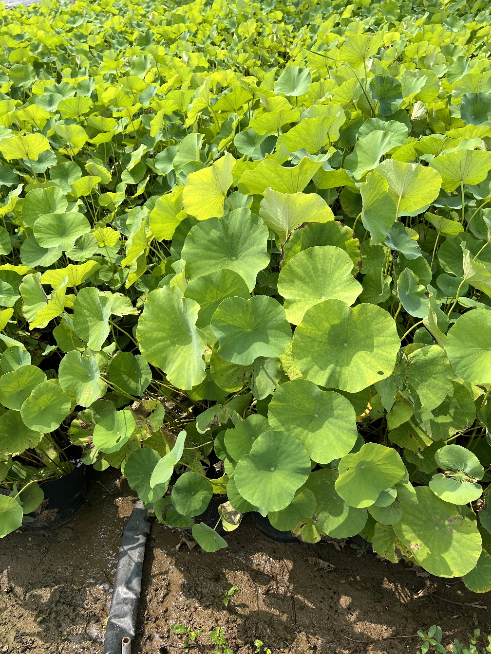 梅州市荷花苗图片