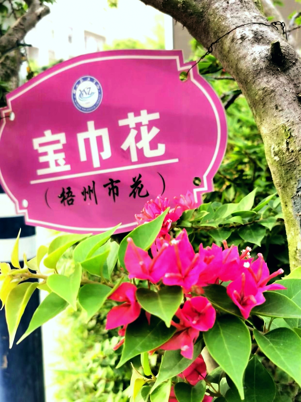 梧州市市花宝巾花,色彩艳丽,绚烂多姿,品种丰富,适应性强,四季繁花