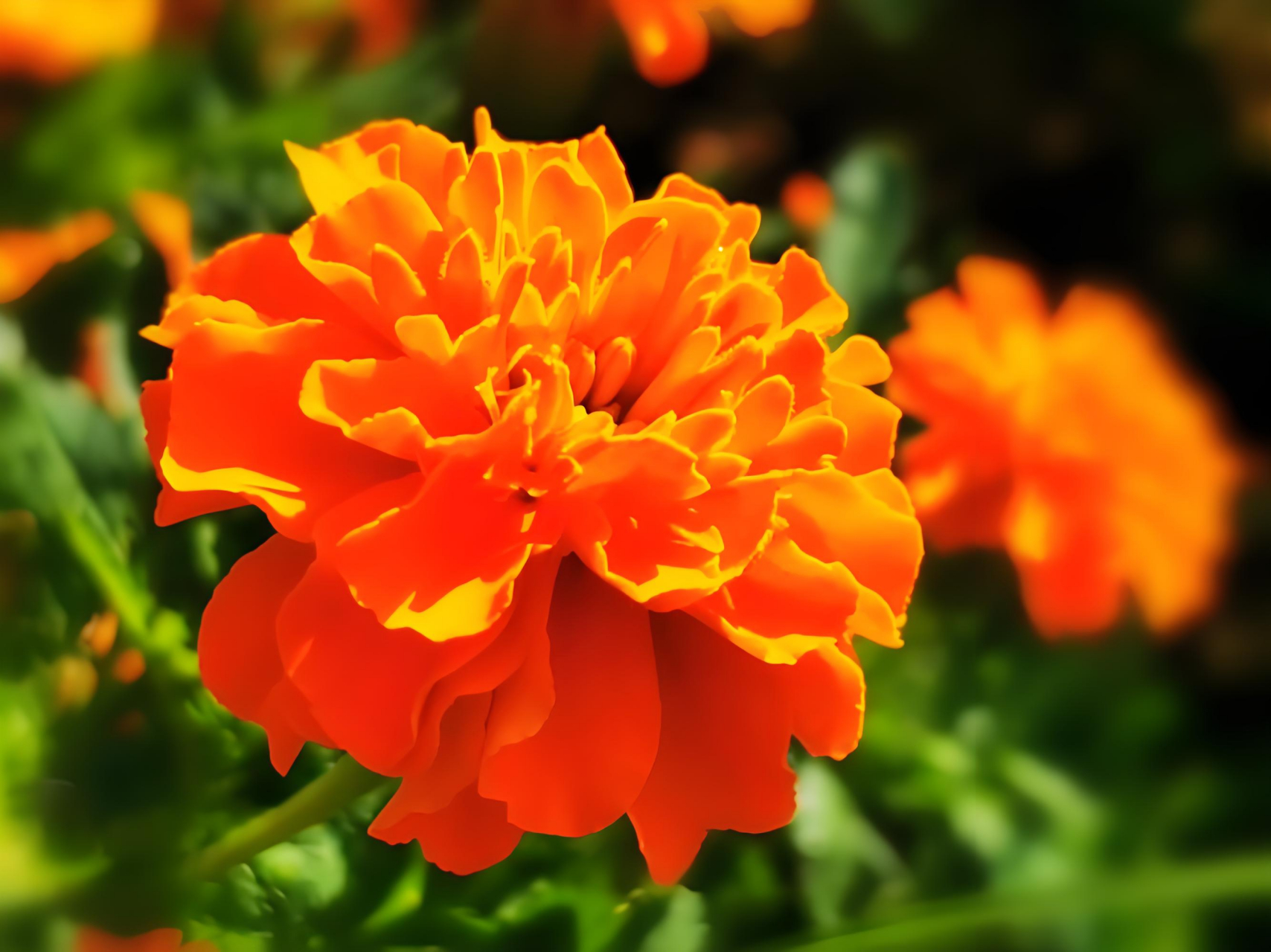 金黄色的万寿菊,是夏秋之交一道迷人的风景线.