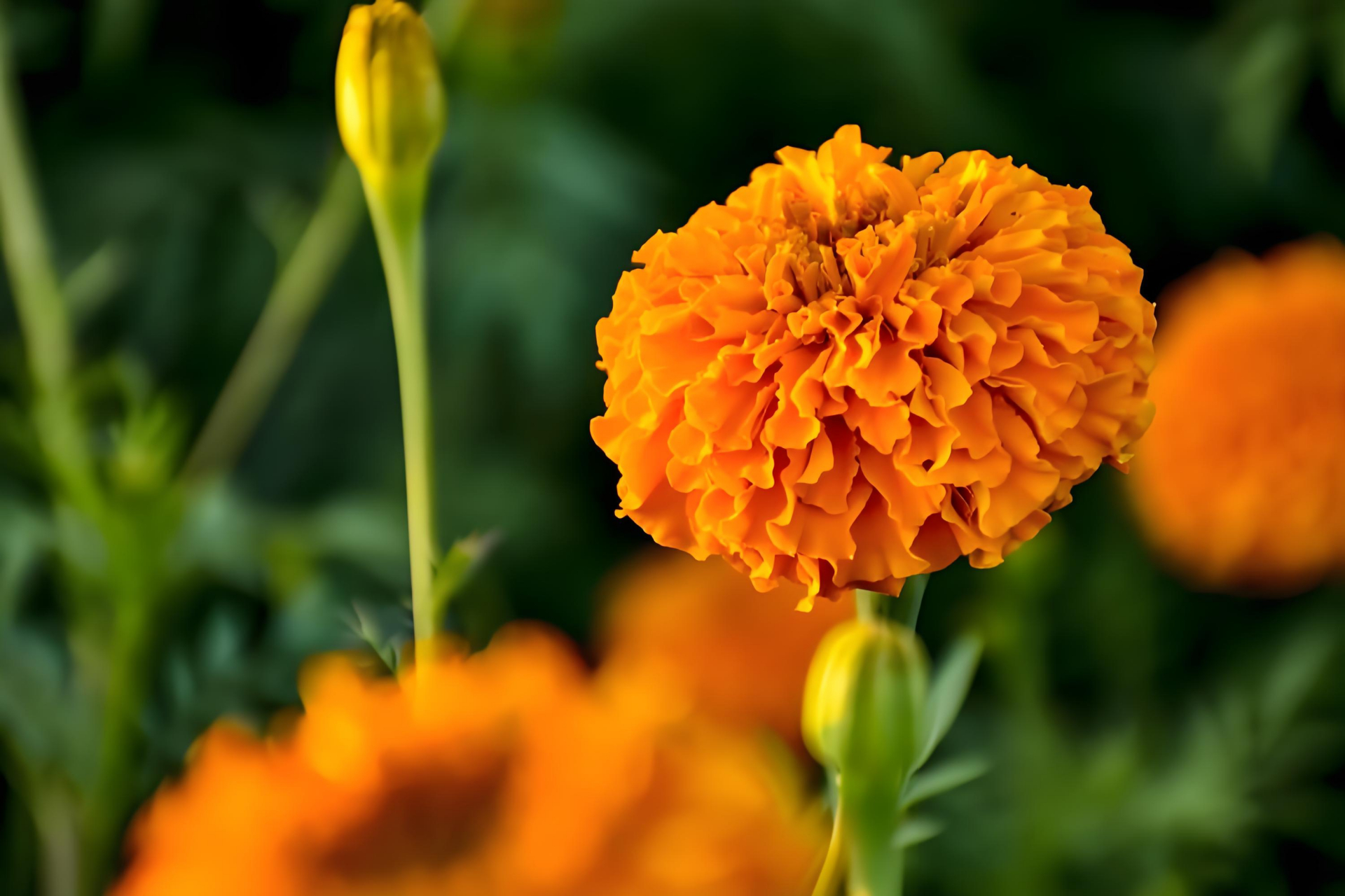 金黄色的万寿菊,是夏秋之交一道迷人的风景线.