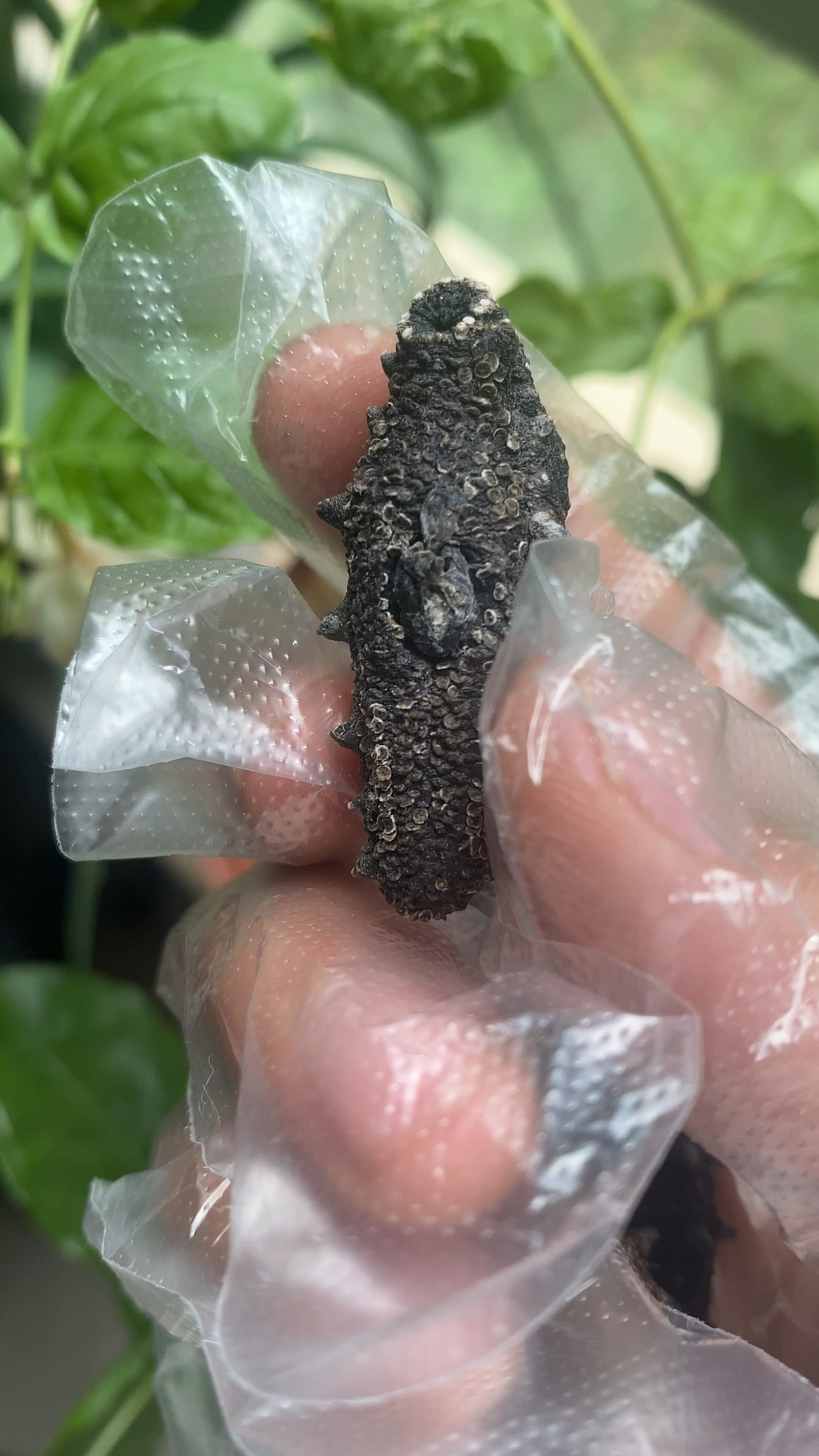 海参泡发和煮制的过程中水是绿色或者暗绿色的这个是正常现象吗?