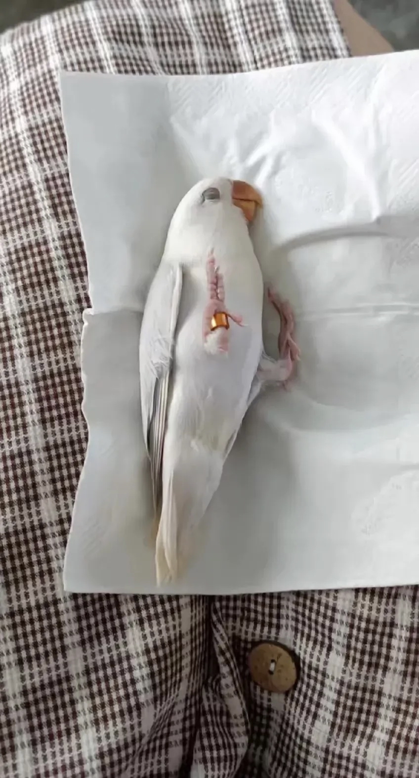 河南洛阳,有一位村民正在家里午休,突然有一只白色的鹦鹉飞到枕头旁边