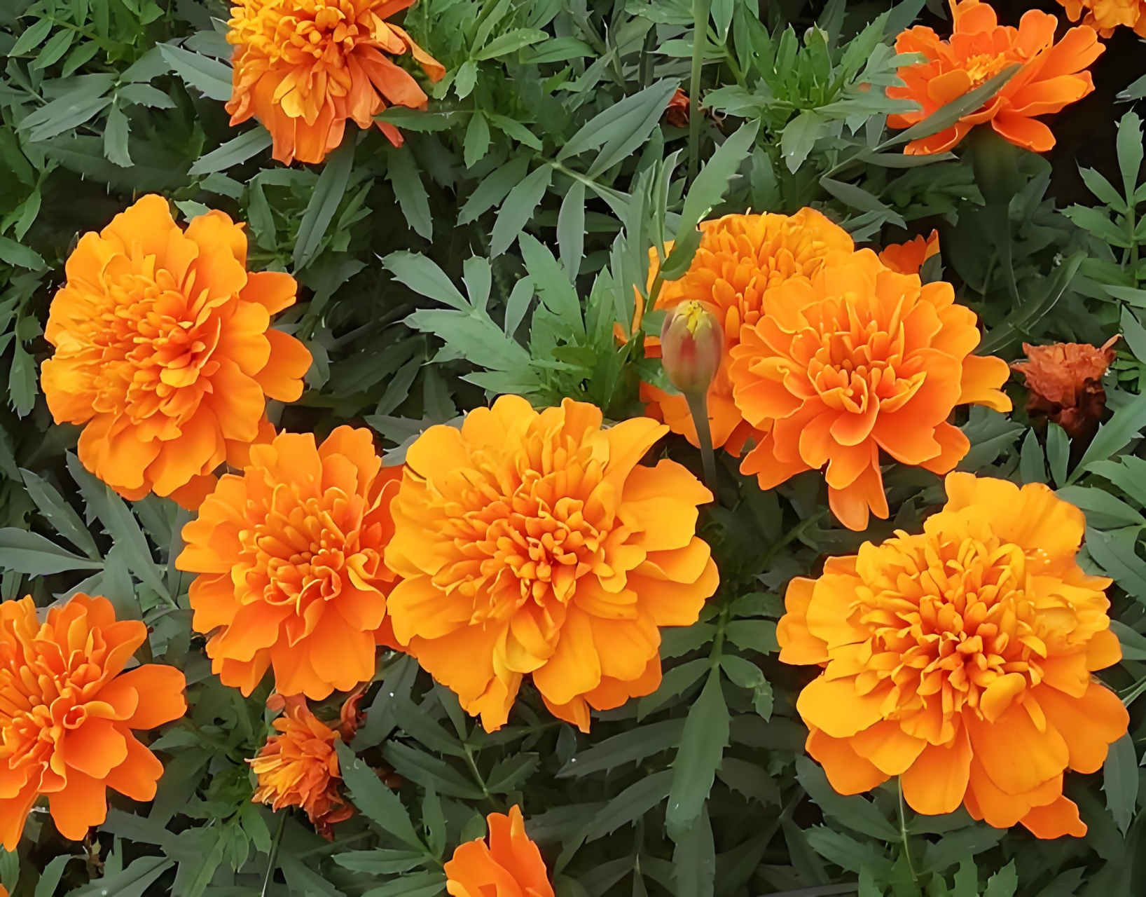 金黄色的万寿菊,是夏秋之交一道迷人的风景线.