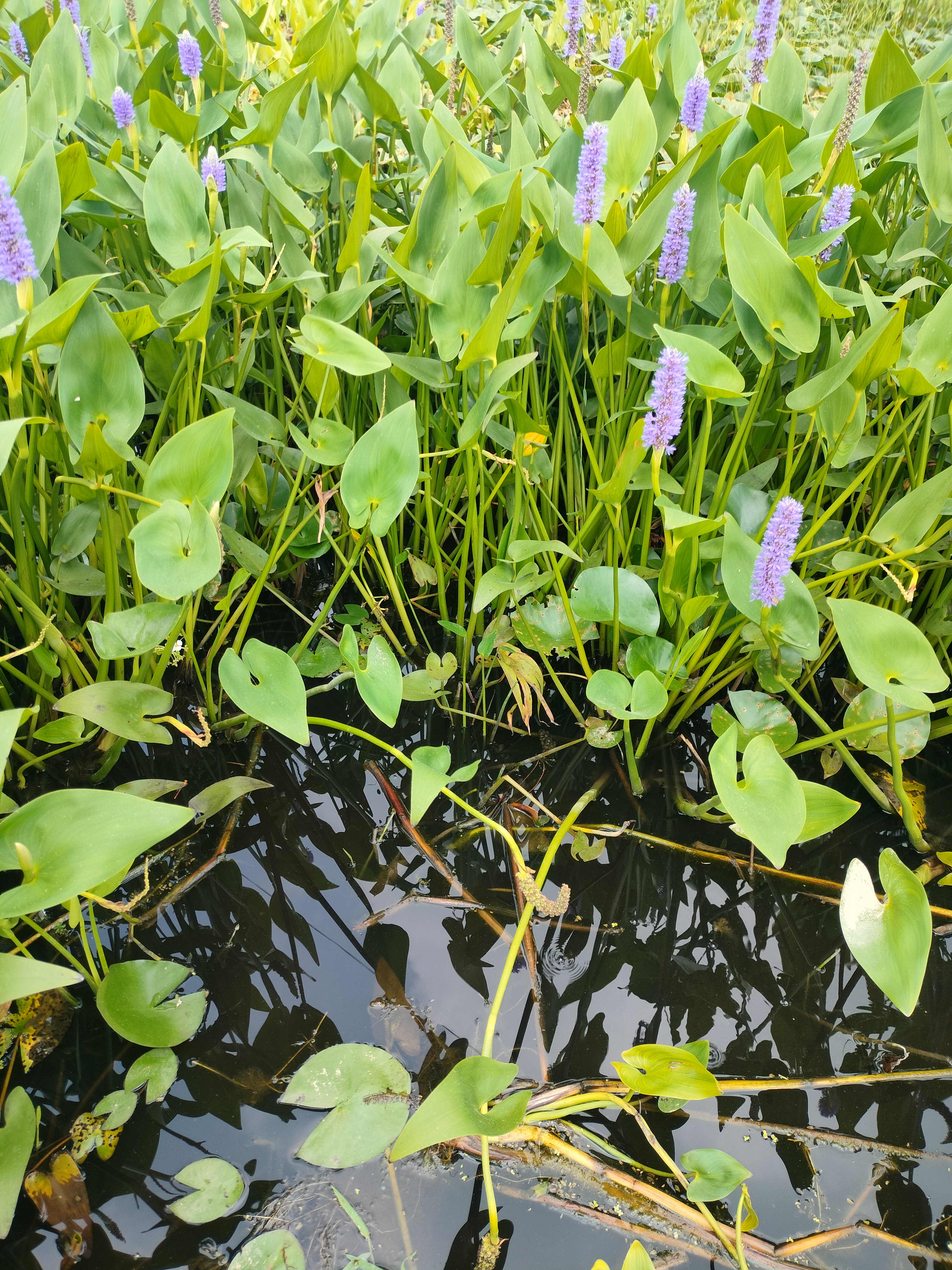 梭鱼草海寿花沼泽过滤植物挺水植物水生植物净化水质庭院水池绿化