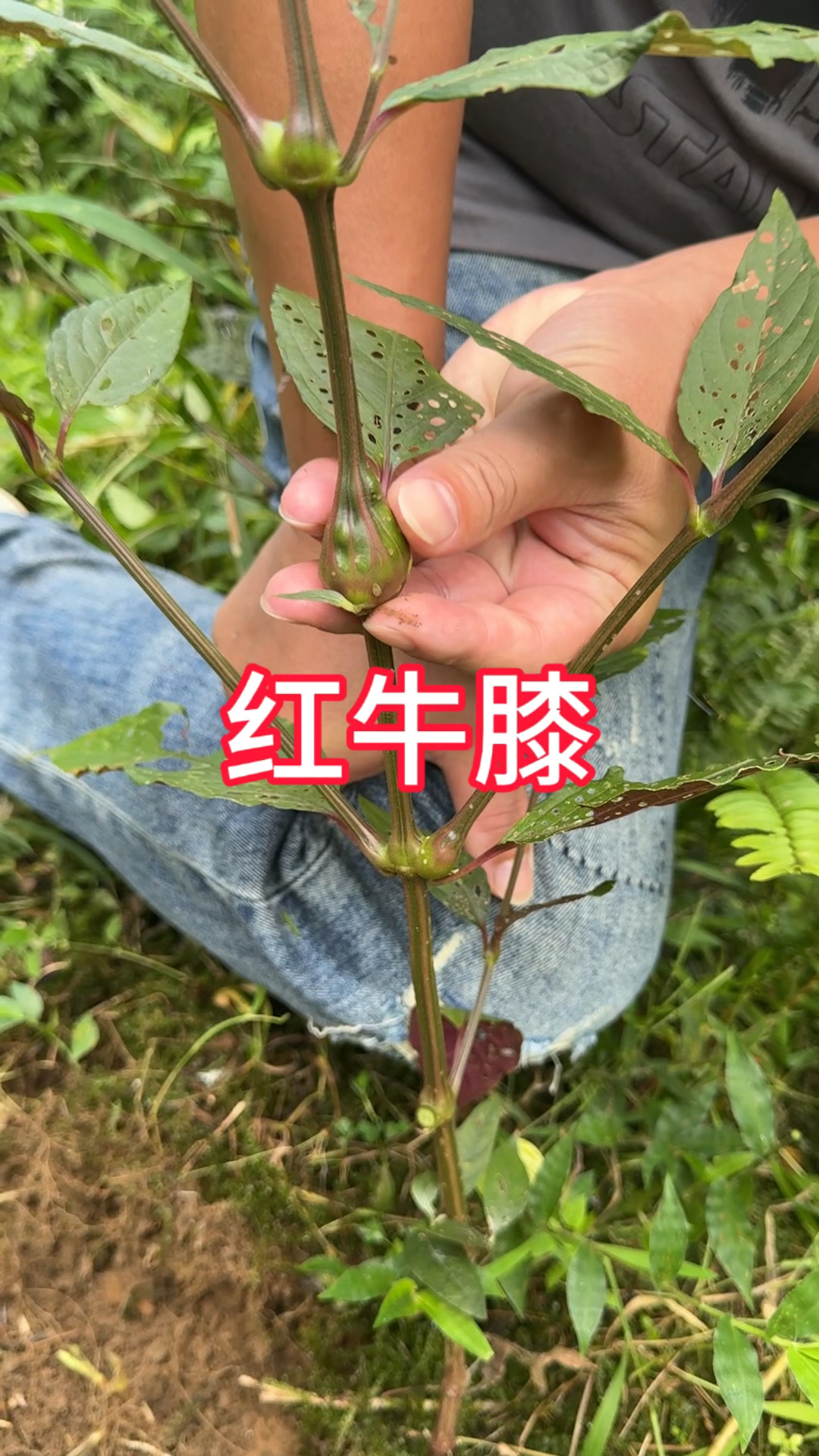 红牛膝的作用图片