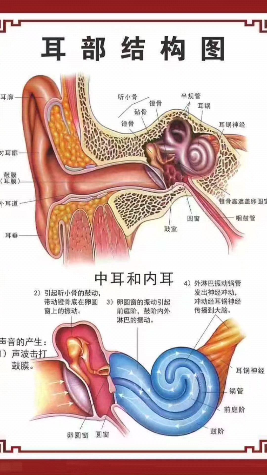 听觉神经分布图图片