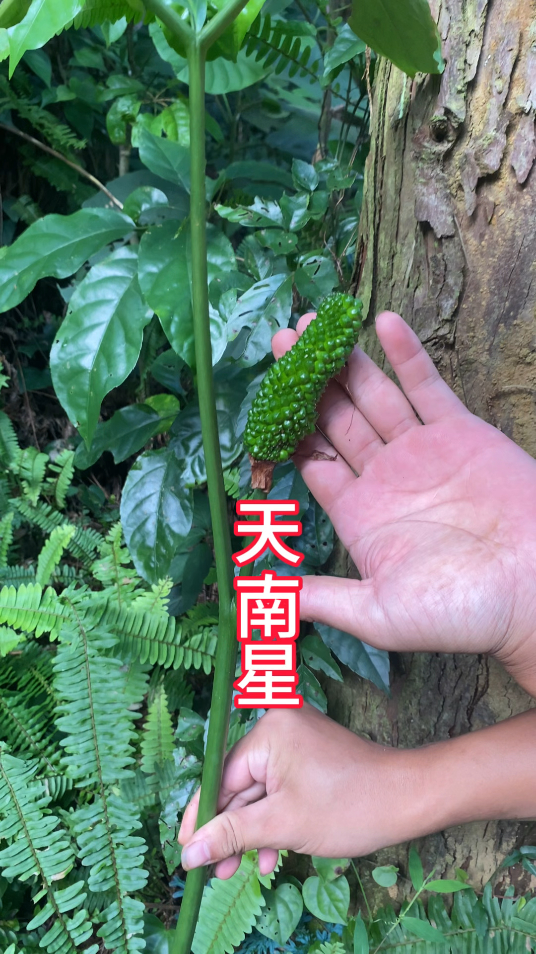 天南星=天南星有毒吗