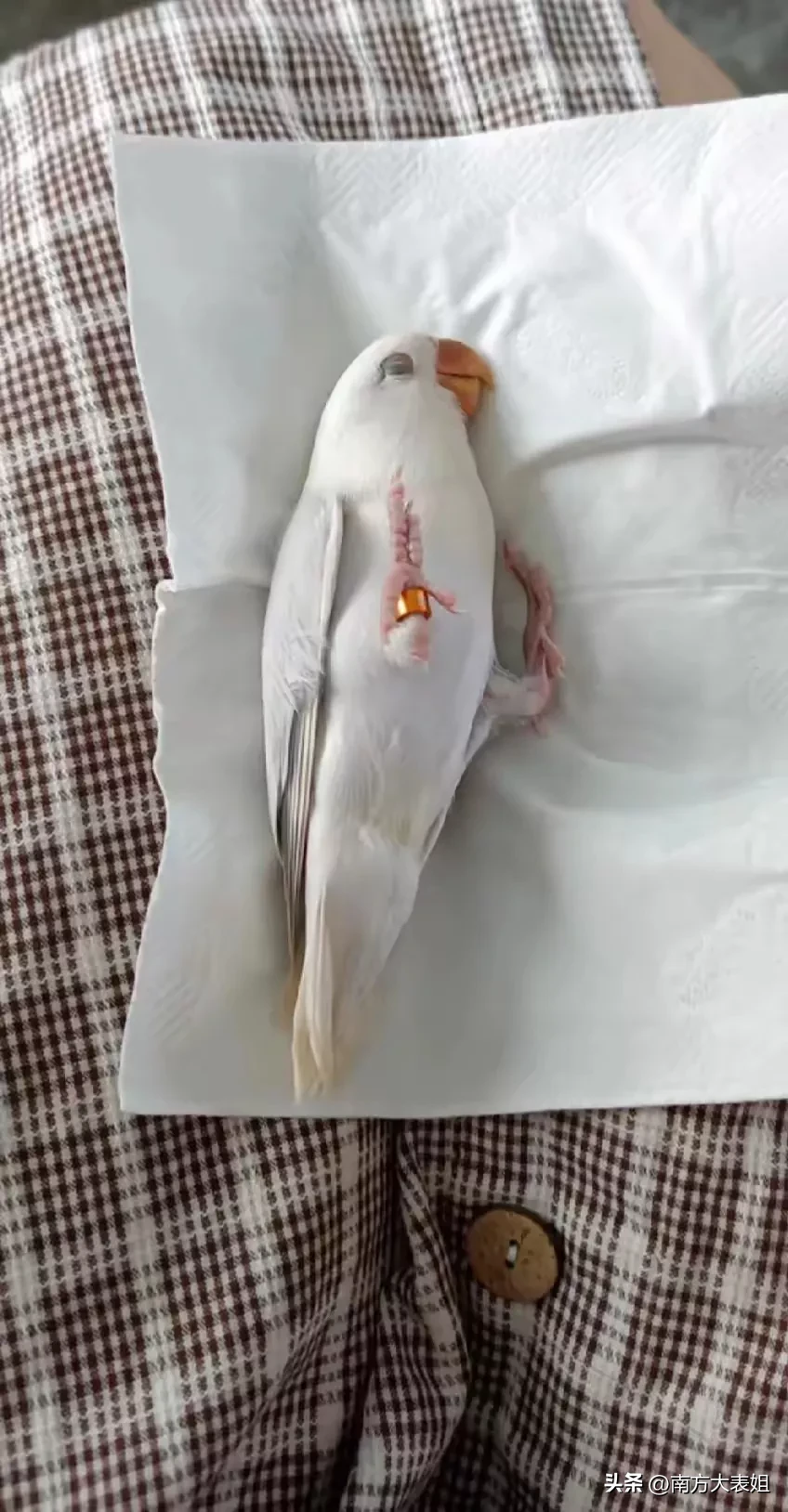河南洛阳,有一位村民正在家里午休,突然有一只白色的鹦鹉飞到枕头旁边
