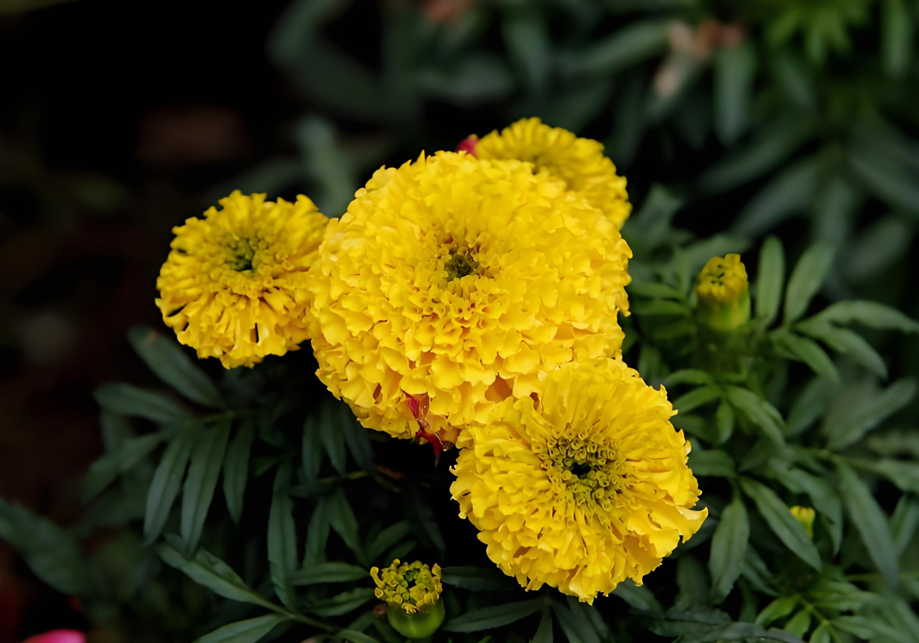 金黄色的万寿菊,是夏秋之交一道迷人的风景线.