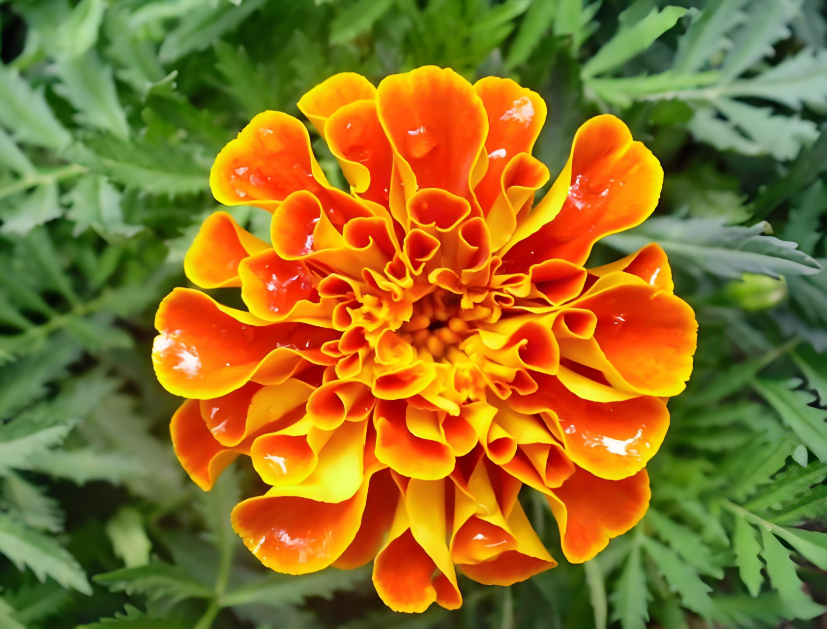 金黄色的万寿菊,是夏秋之交一道迷人的风景线.