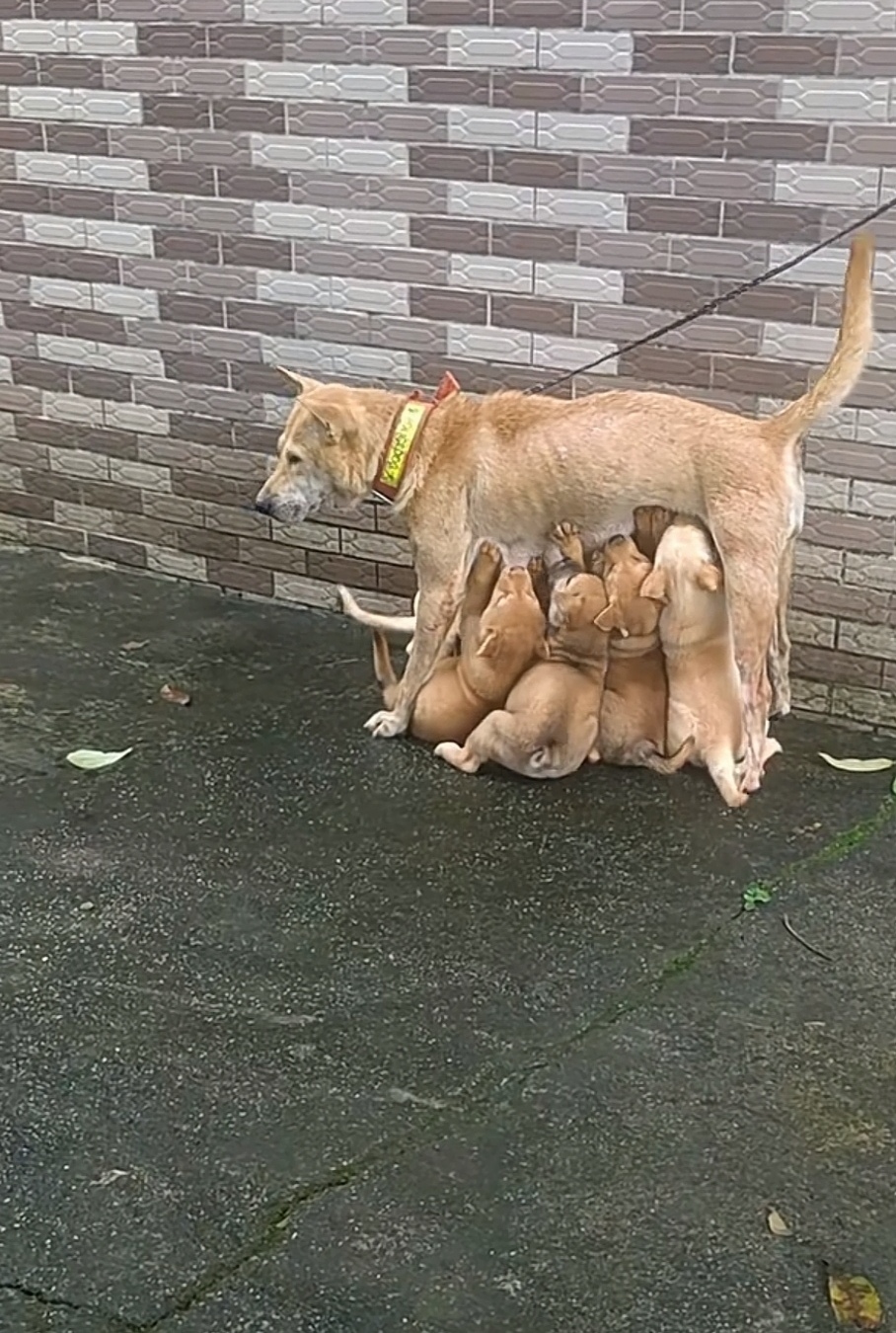 母犬妈妈终于认主人了
