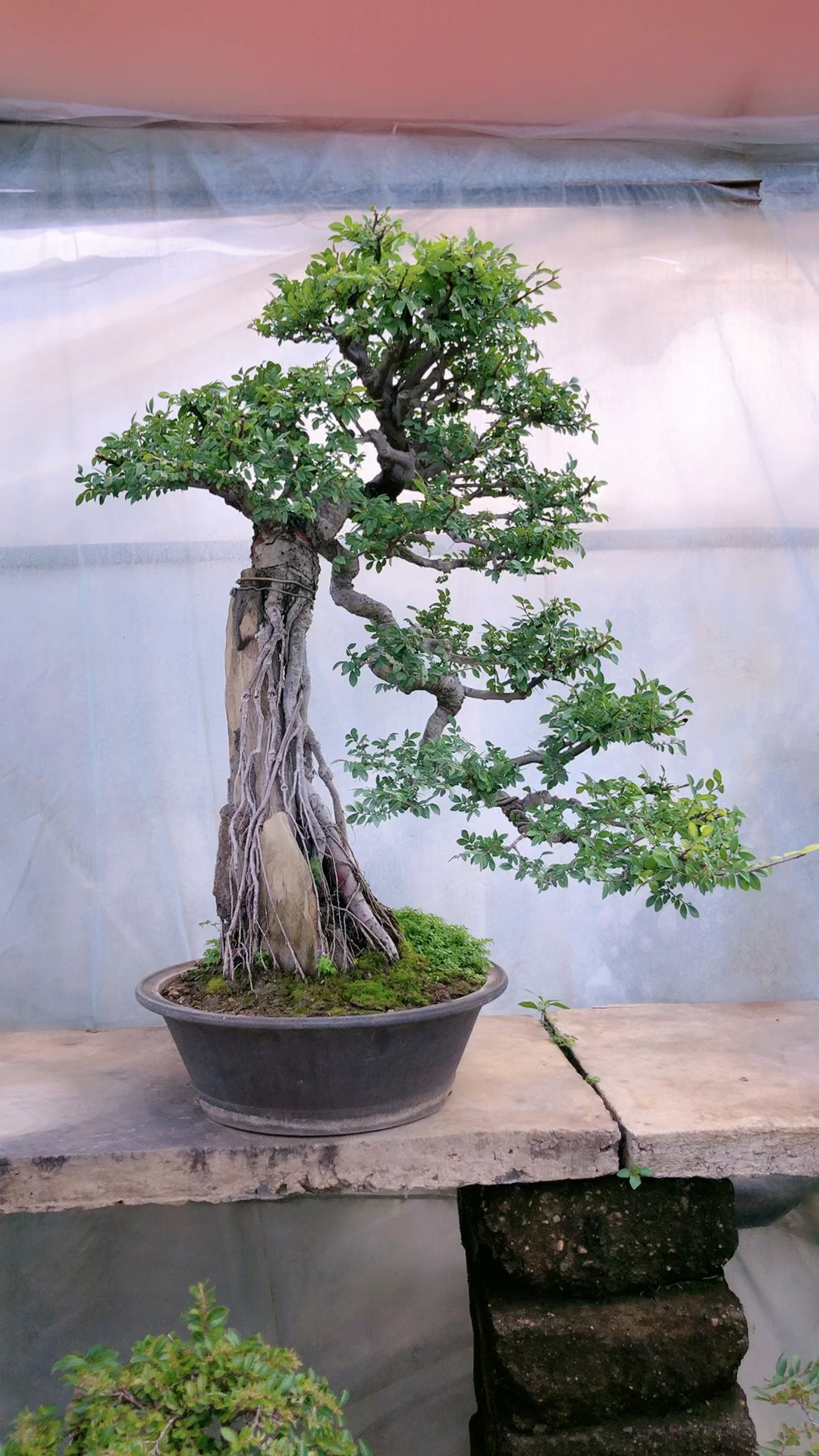 高提根附石榆树盆景