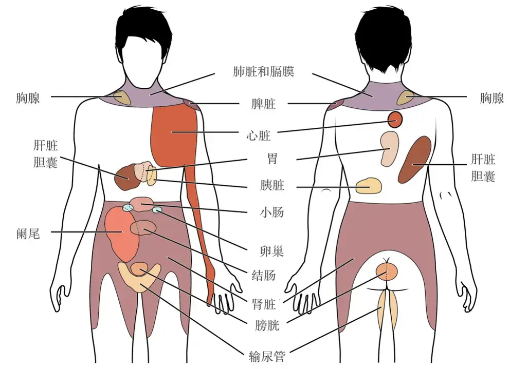 中性人器官图片