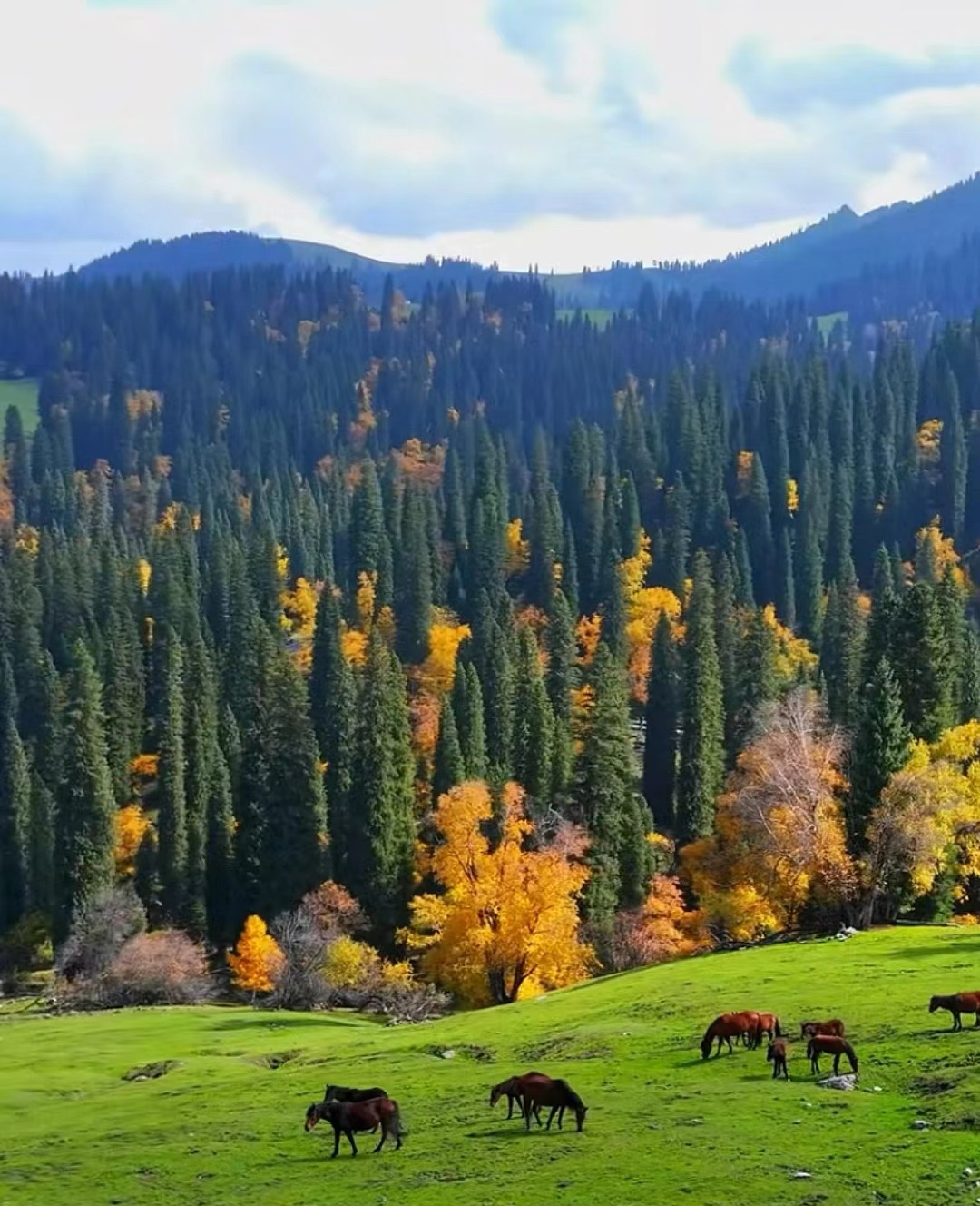 秋天的那拉提有点黄,有点红,有点绿,五颜六色,彩波千里