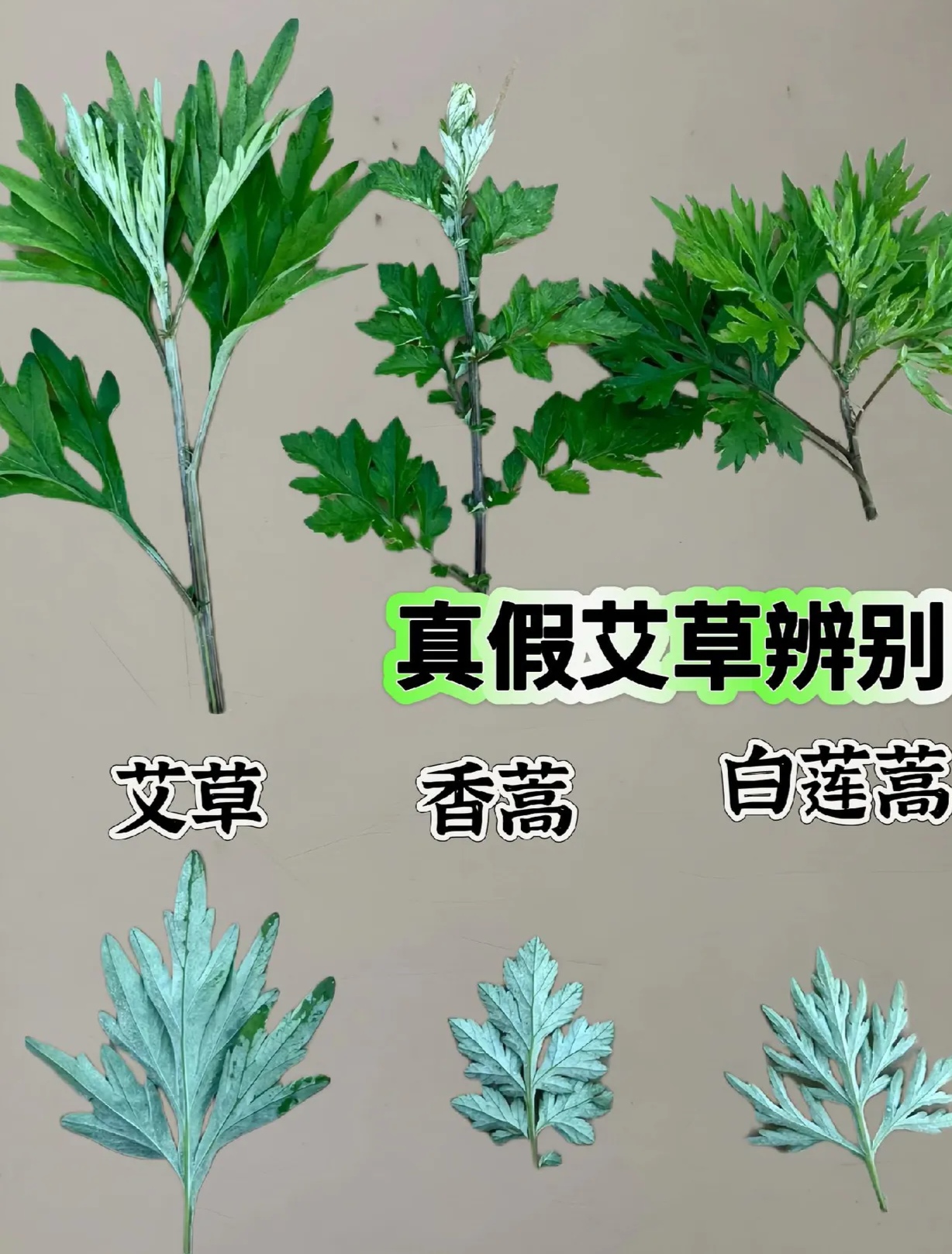 教你辨别真正的艾草 艾草,又名陈艾,清明草