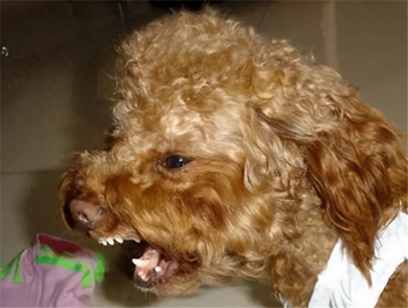 泰迪犬不喜欢主人的表现