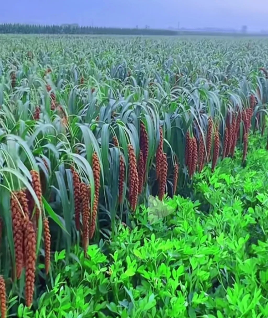 问大家一个问题,若家里有10亩谷子,长势非常好,亩产1000斤,每斤3块钱