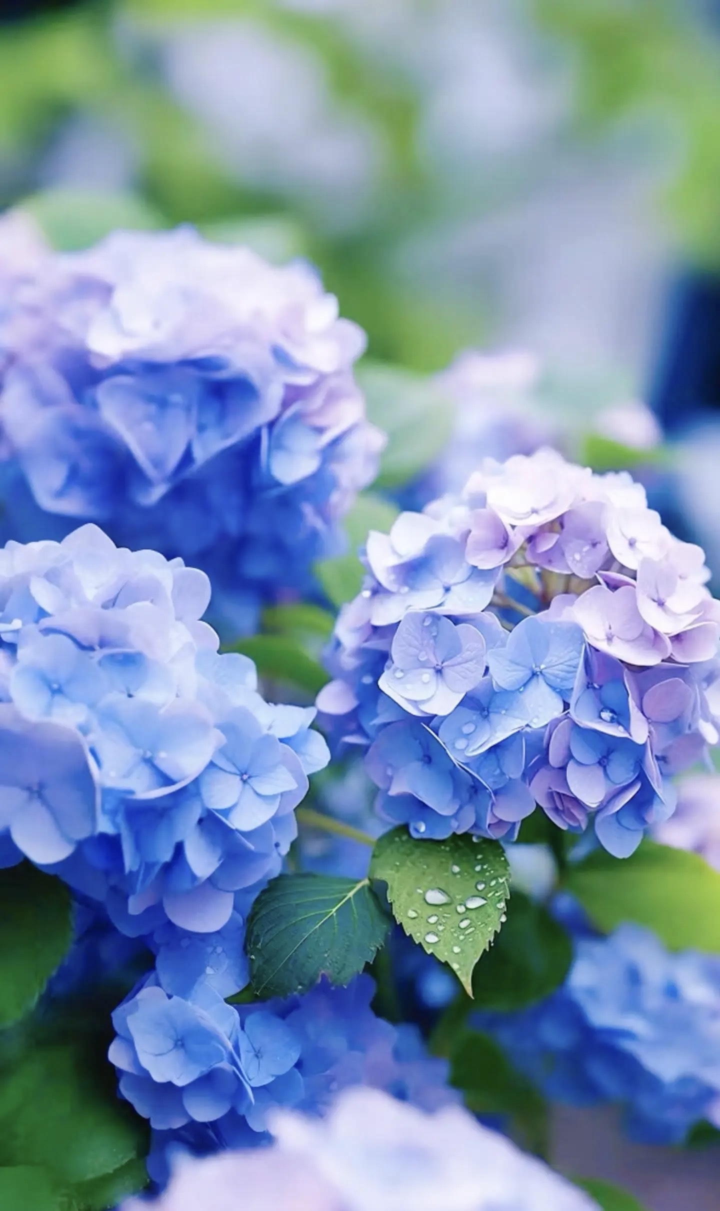 "有一种花叫绣球花,它有一个很好的花语:团圆美满和浪漫.