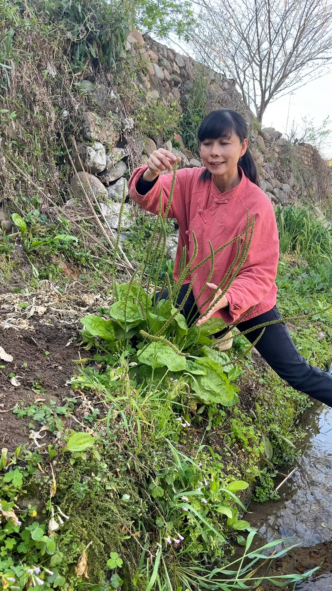 农村过胎草图片图片