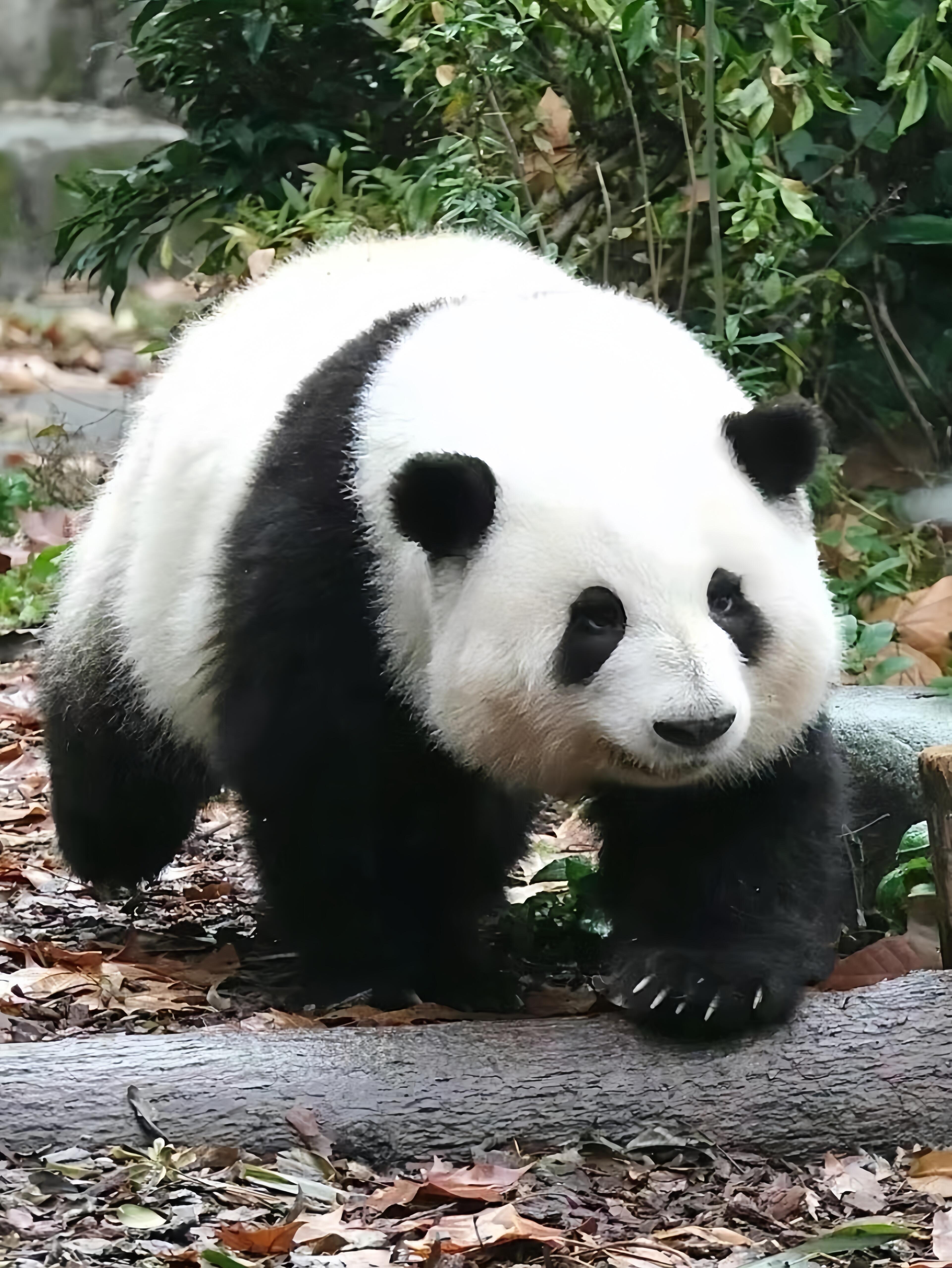 基地成都熊猫图片成都大熊猫图片成都大熊猫基地花花成都旅游照片真实