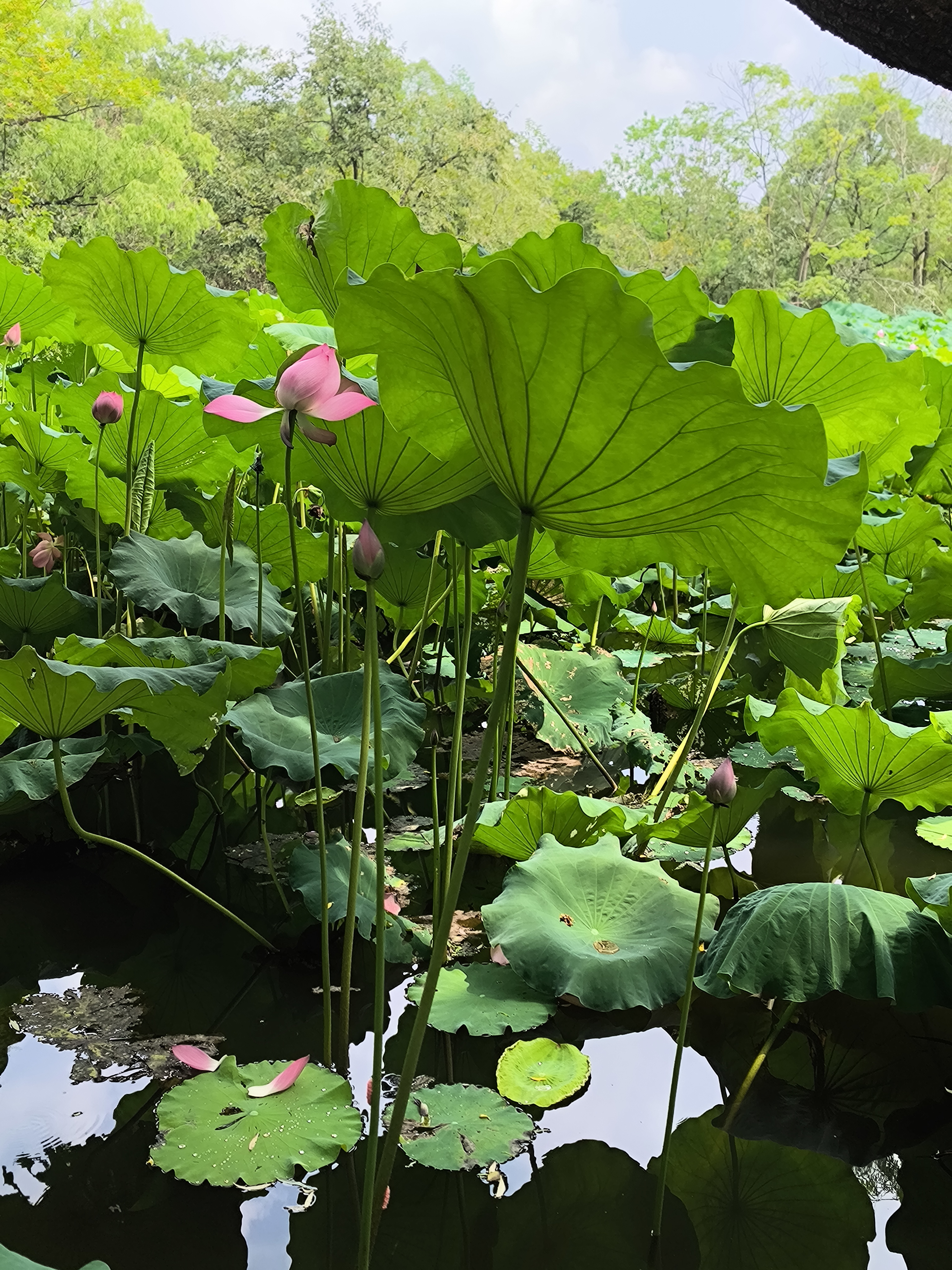 杨柳回塘》贺铸 杨柳回塘,鸳鸯别浦. 绿萍涨断莲舟路.