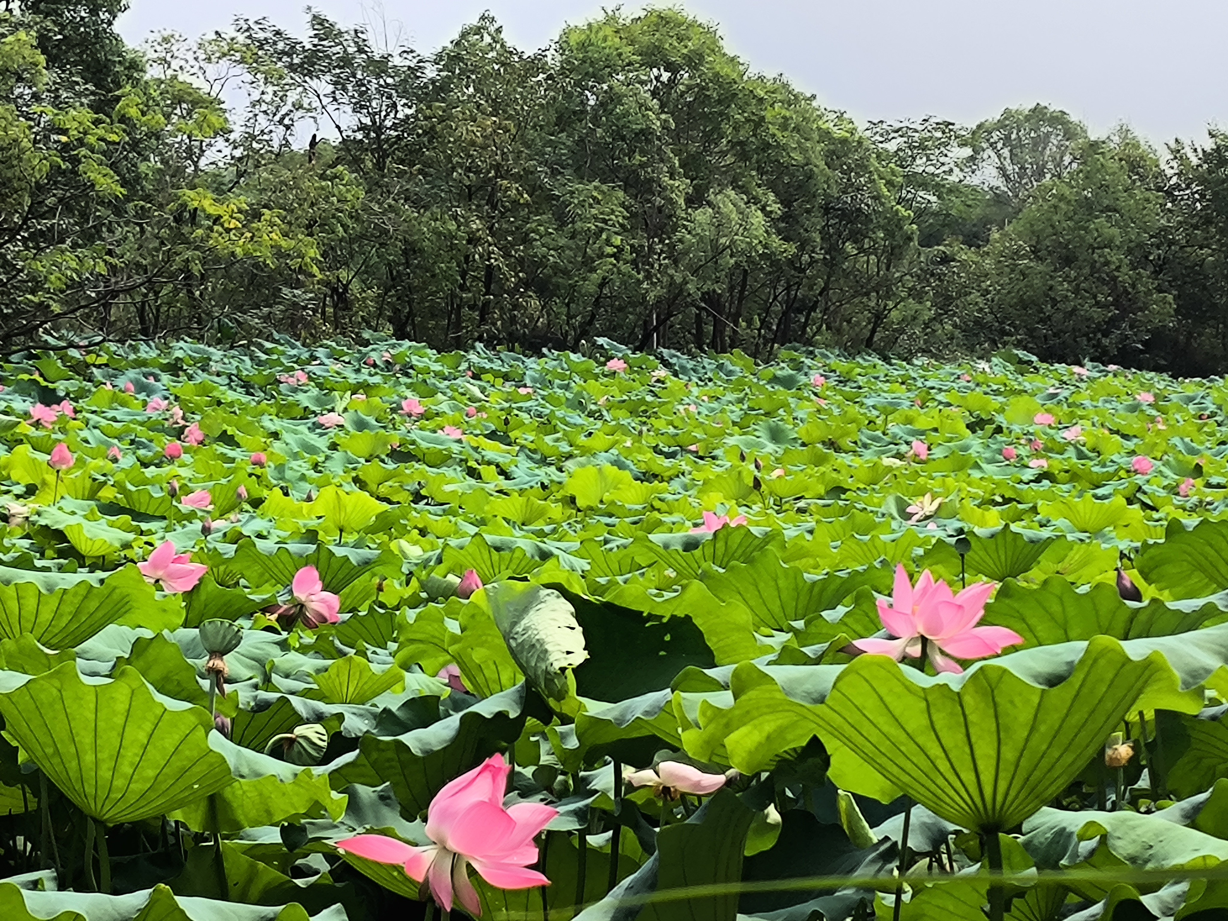 芳心苦·杨柳回塘朗诵图片