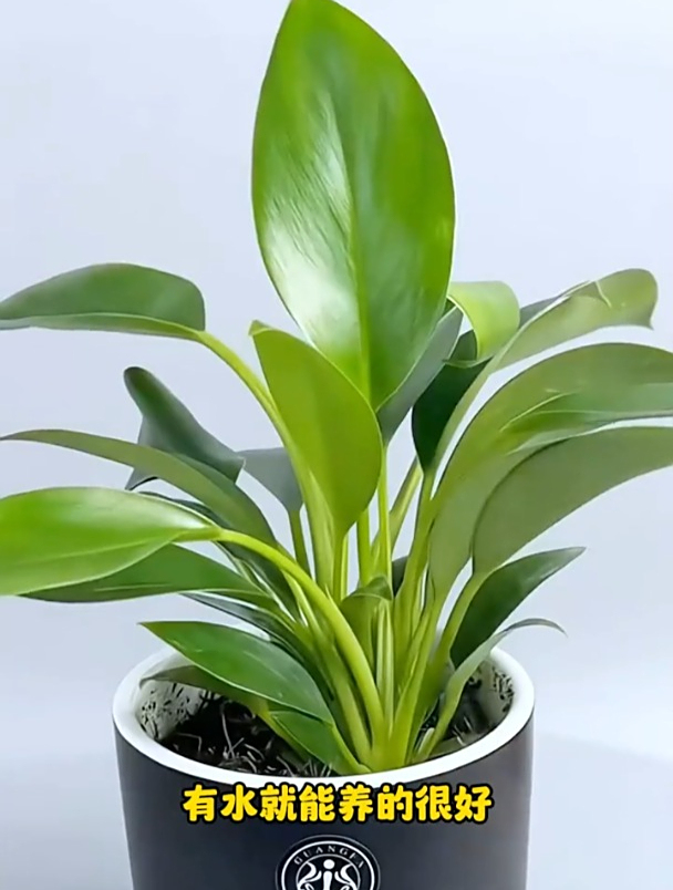 金钻又叫绿公主,一开花满屋都是香水味,有水就能四季常青!