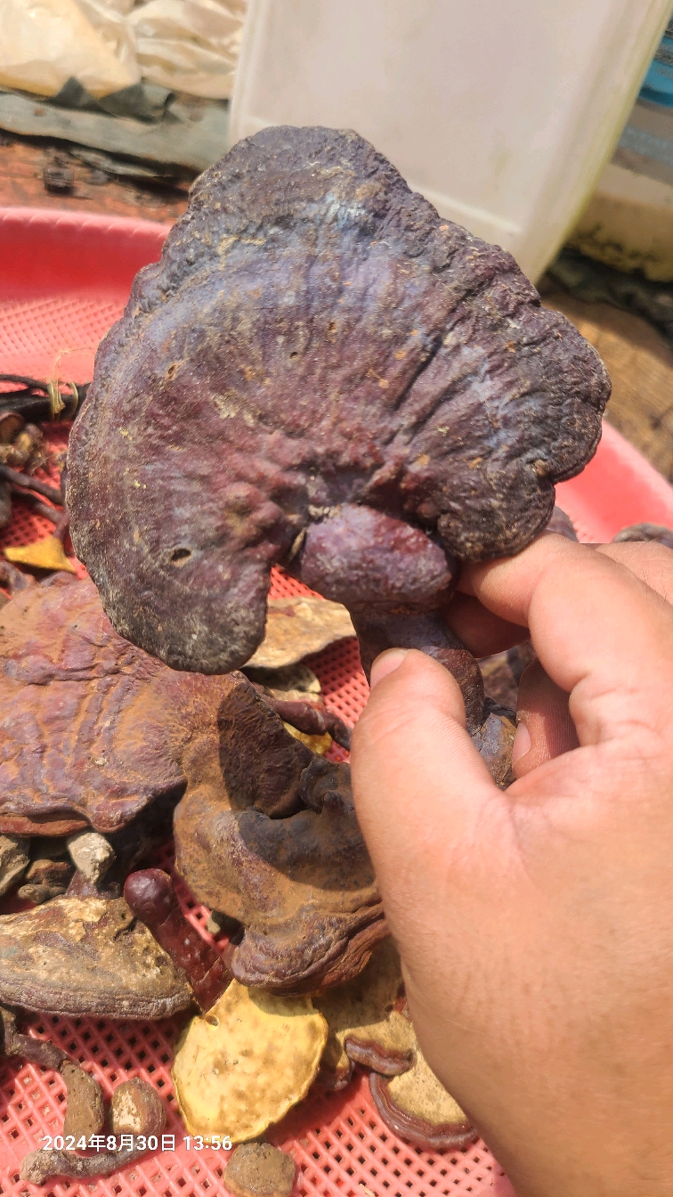 动态流量挑战赛# 好多灵芝在山里就已经开始被虫子腐蚀,但没有吃到