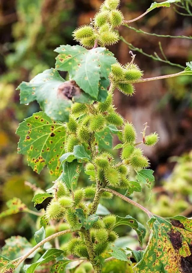 西南农村夏季秋末常见的一种有趣野生植物——苍耳