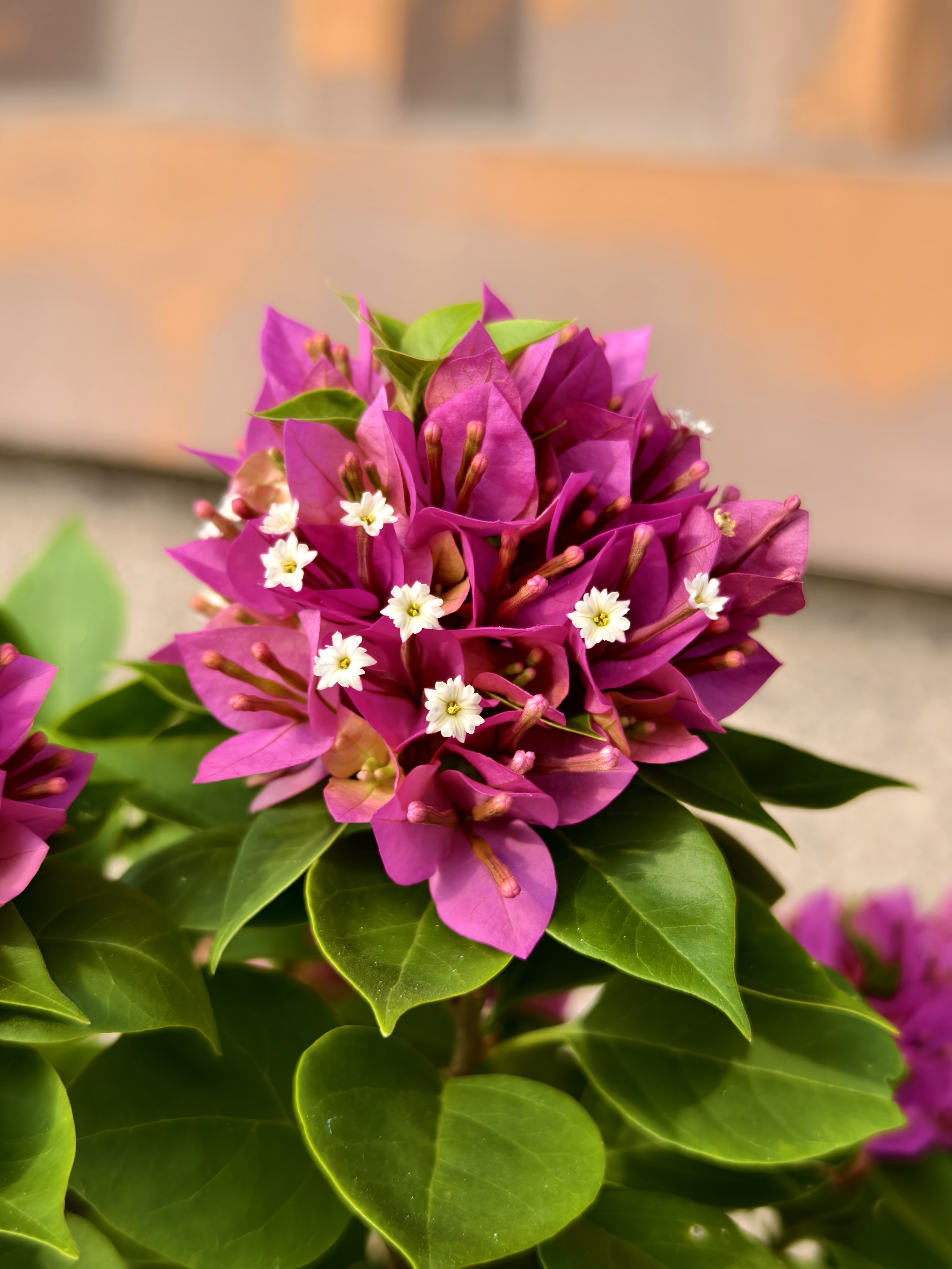 造型小巧玲珑,别致的三角梅塔紫来了:塔紫是三角梅塔系列品种之一,塔