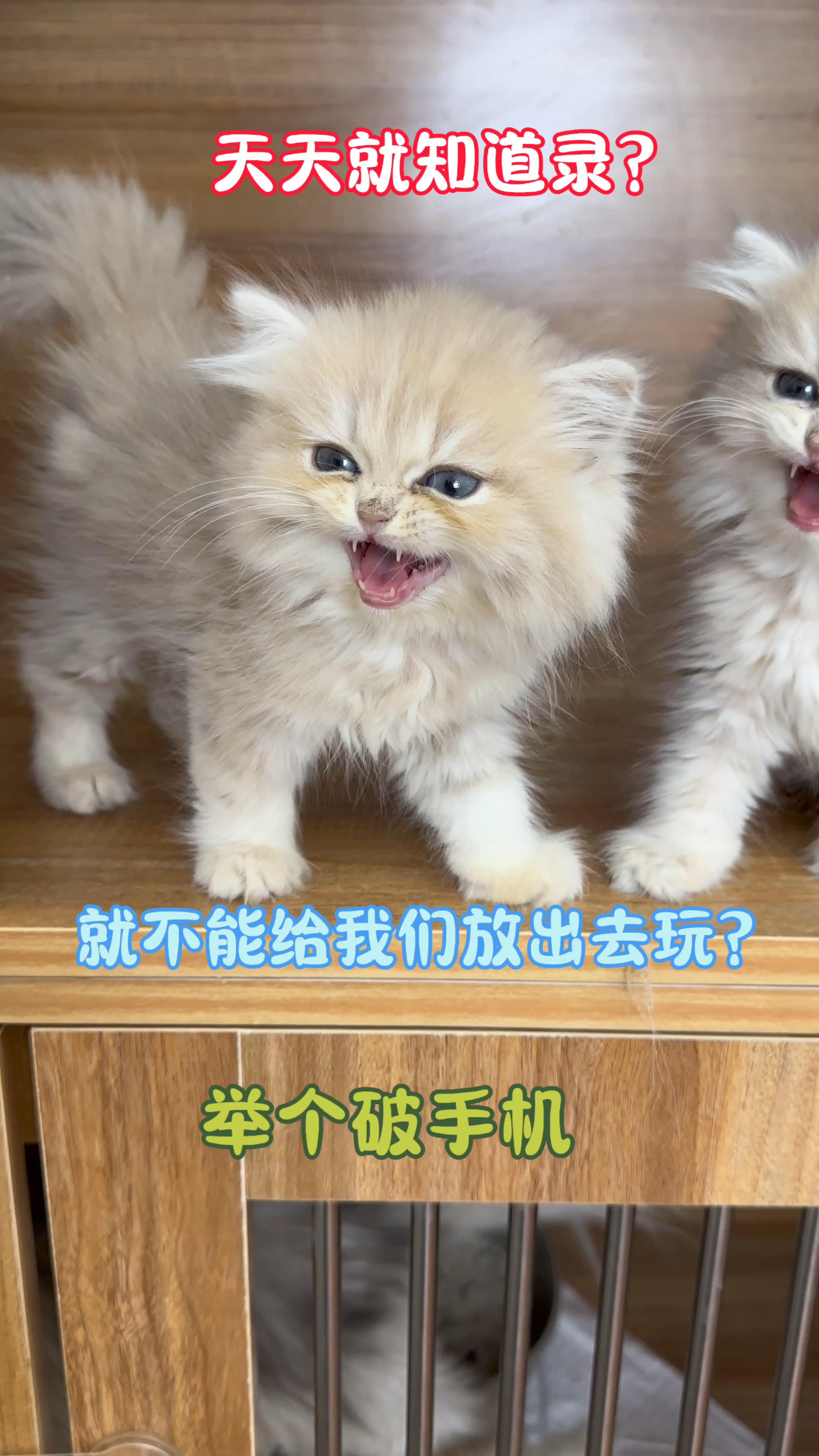 唧唧的猫个人资料图片